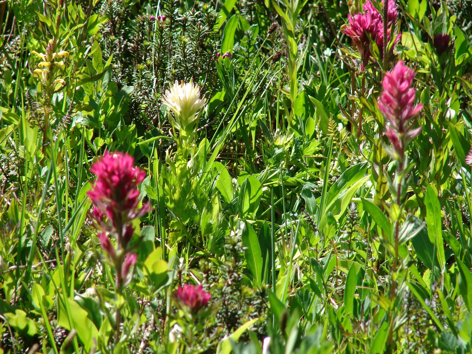 Magenta Paintbrush (Castilleja Parviflora) — the actual flowers of the Magenta Paintbrush are small and greenish