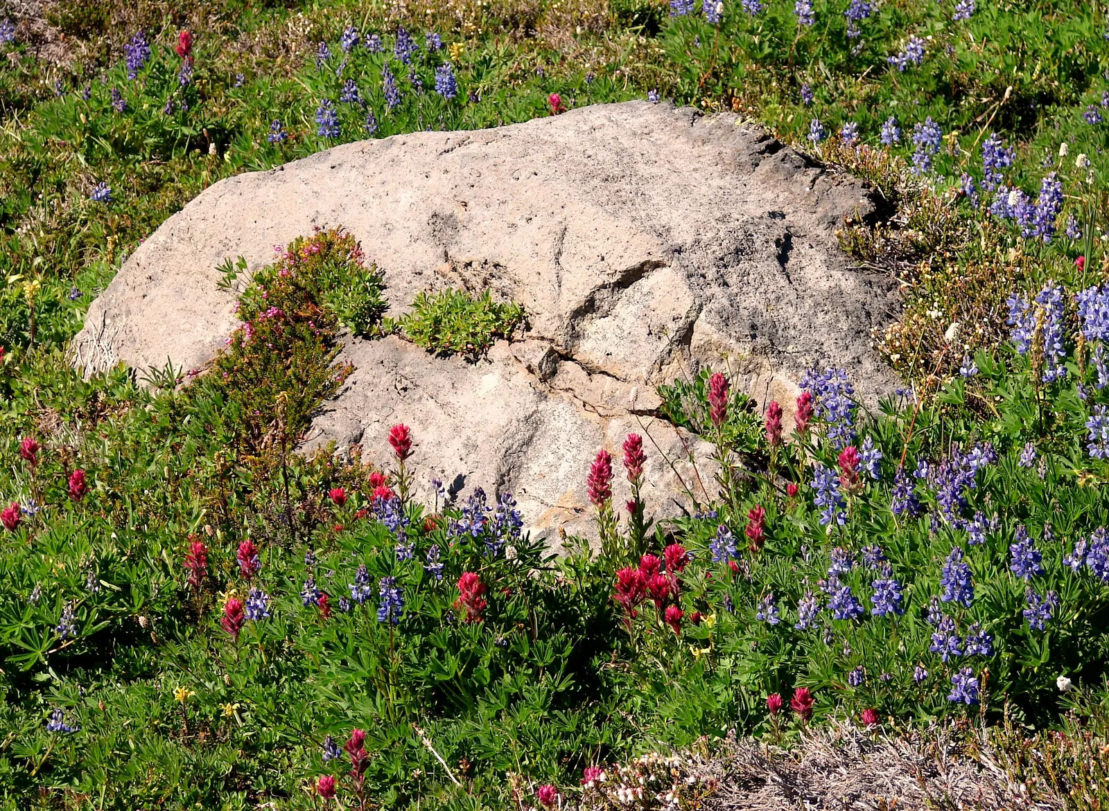 Magenta Paintbrush (Castilleja Parviflora) — is a perennial herb noted for its vibrant bracts resembling brushstrokes of magenta paint
