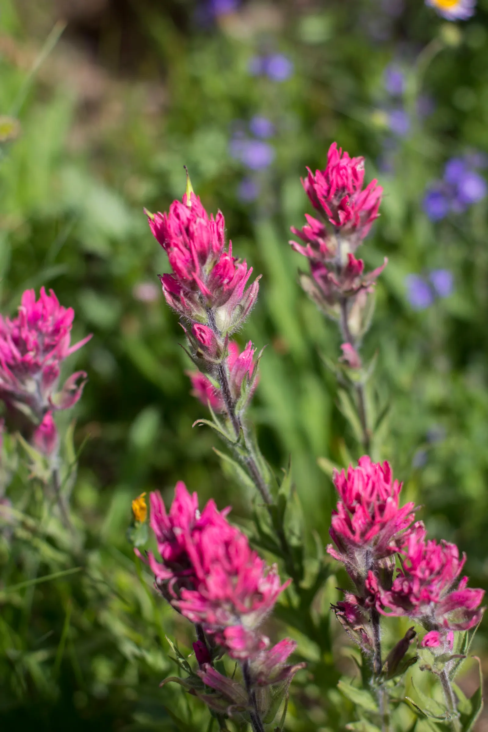 Magenta Paintbrush (Castilleja Parviflora) — is a perennial wildflower that brings a vibrant splash of color to any landscape design; it requires, image 50