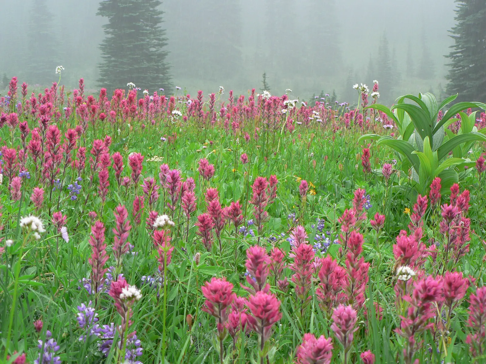 Magenta Paintbrush (Castilleja Parviflora) — This native wildflower prefers full sun to partial shade and blooms from late spring to early summer