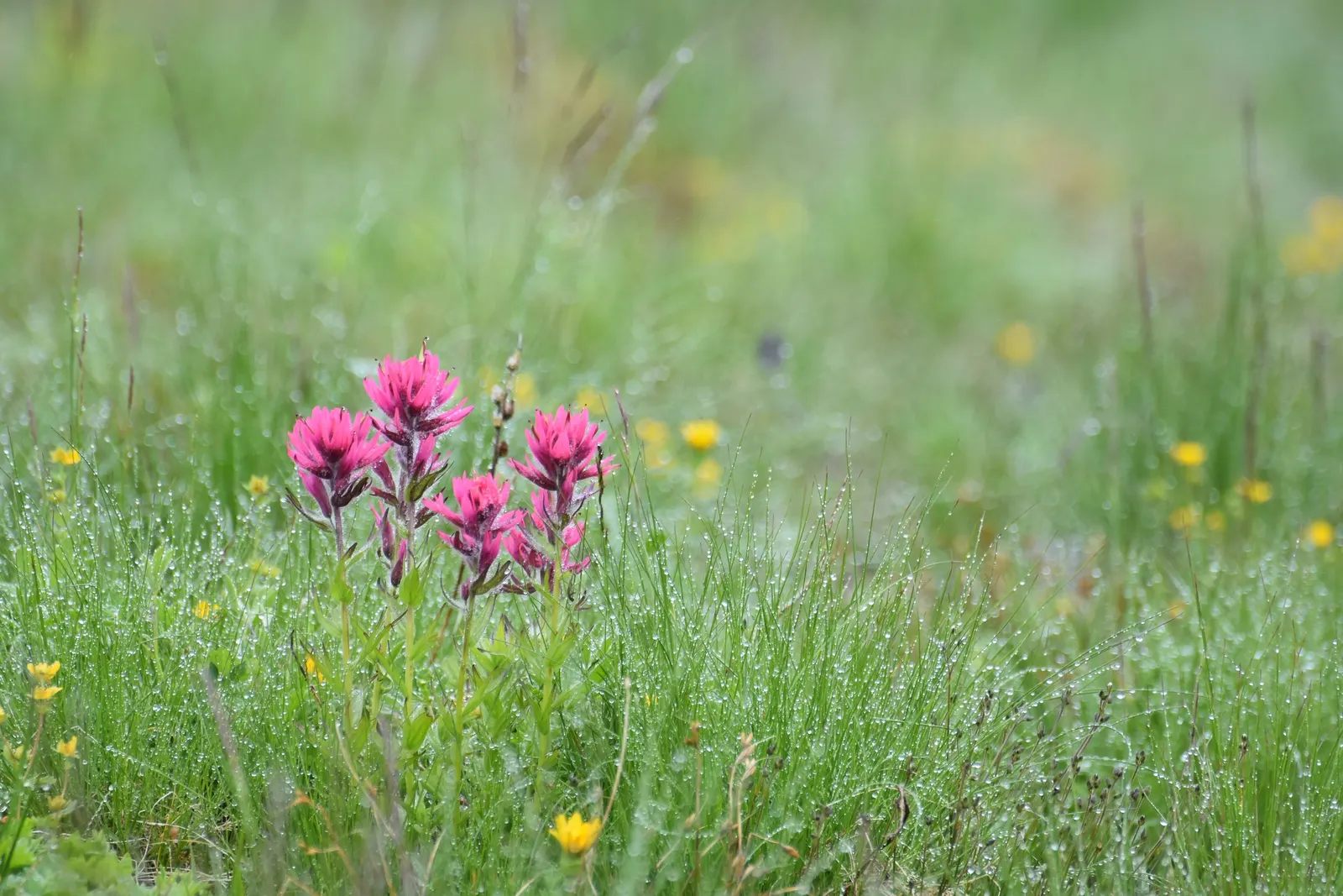 Magenta Paintbrush (Castilleja Parviflora) — the actual flowers of the Magenta Paintbrush are small and greenish; is a perennial herb noted for its, image 76