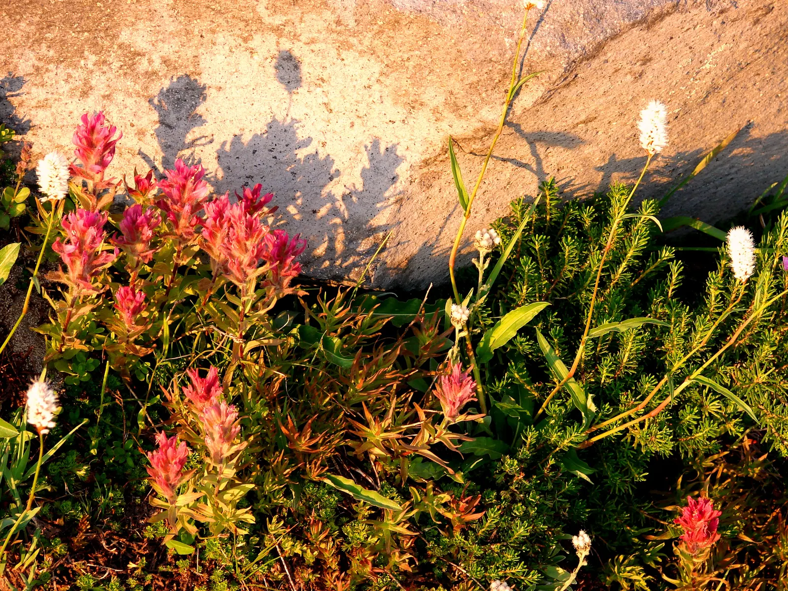 Magenta Paintbrush (Castilleja Parviflora) — offering a nectar source for hummingbirds; with a similar spread.<br><br>The Magenta Paintbrush blooms from late