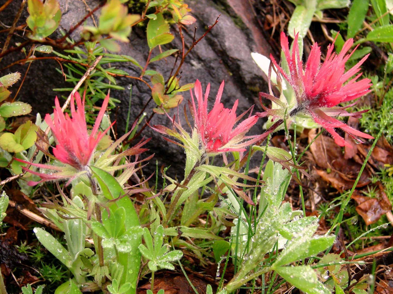 Magenta Paintbrush (Castilleja Parviflora) — pink flowers in the garden