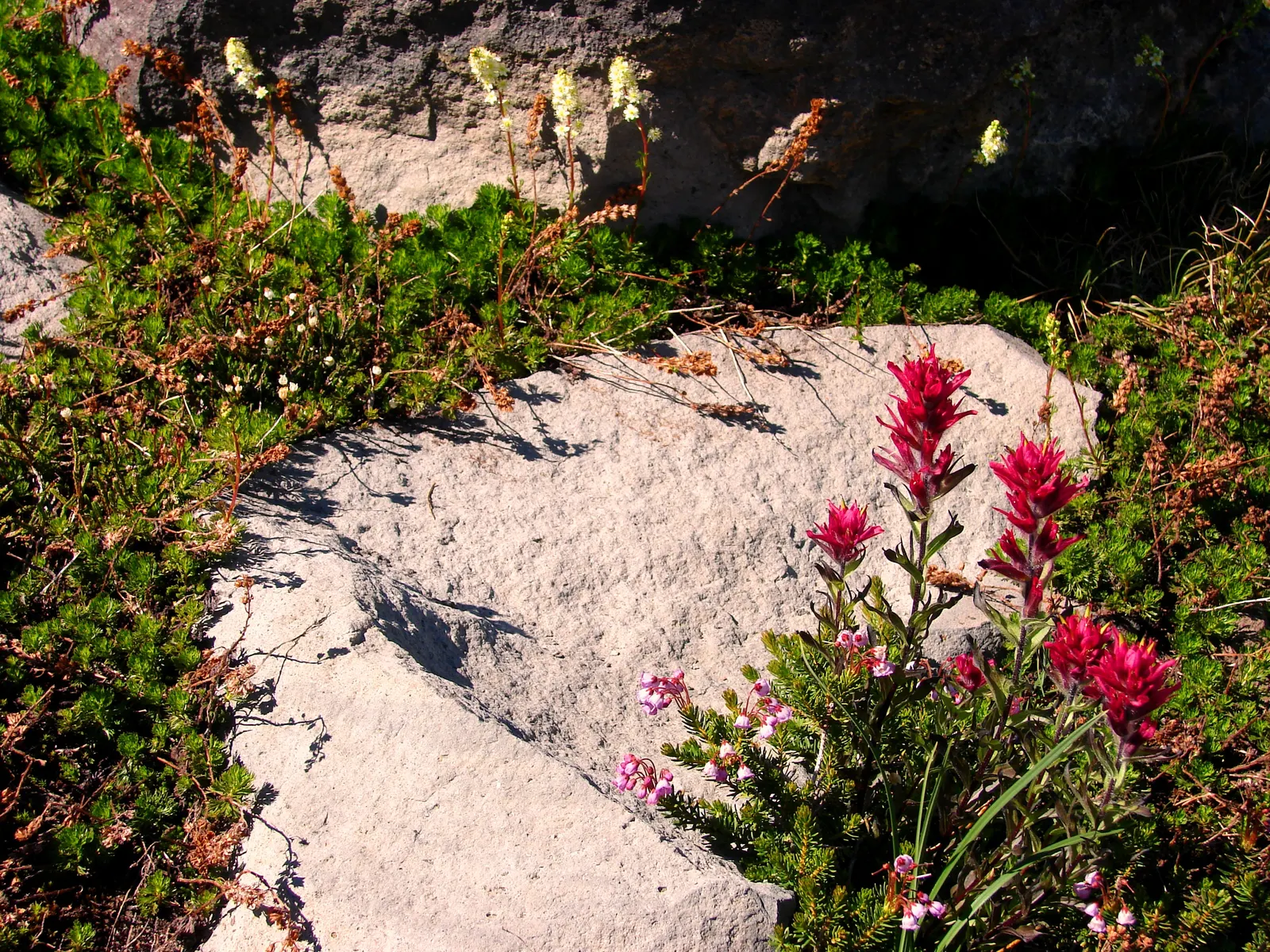 Magenta Paintbrush (Castilleja Parviflora) — The foliage is a bright green and lance-shaped, providing a lush backdrop for the vivid floral display; offering a