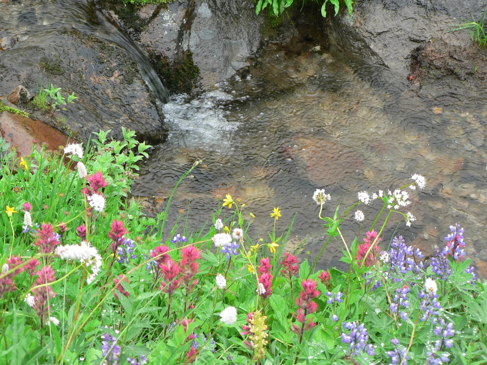 Magenta Paintbrush (Castilleja Parviflora) — consider its need for minimal water once established; this species reaches a modest height of about 8 to 20 inches