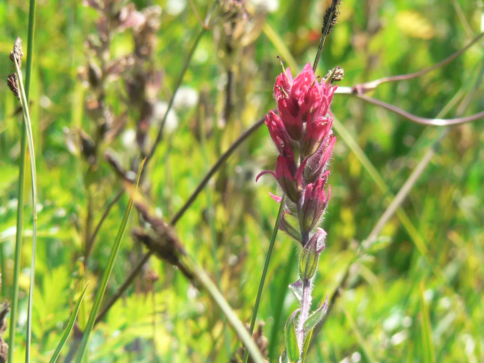 Magenta Paintbrush (Castilleja Parviflora) — particularly suited for alpine gardens or rock gardens with well-draining soil; thriving in, image 73
