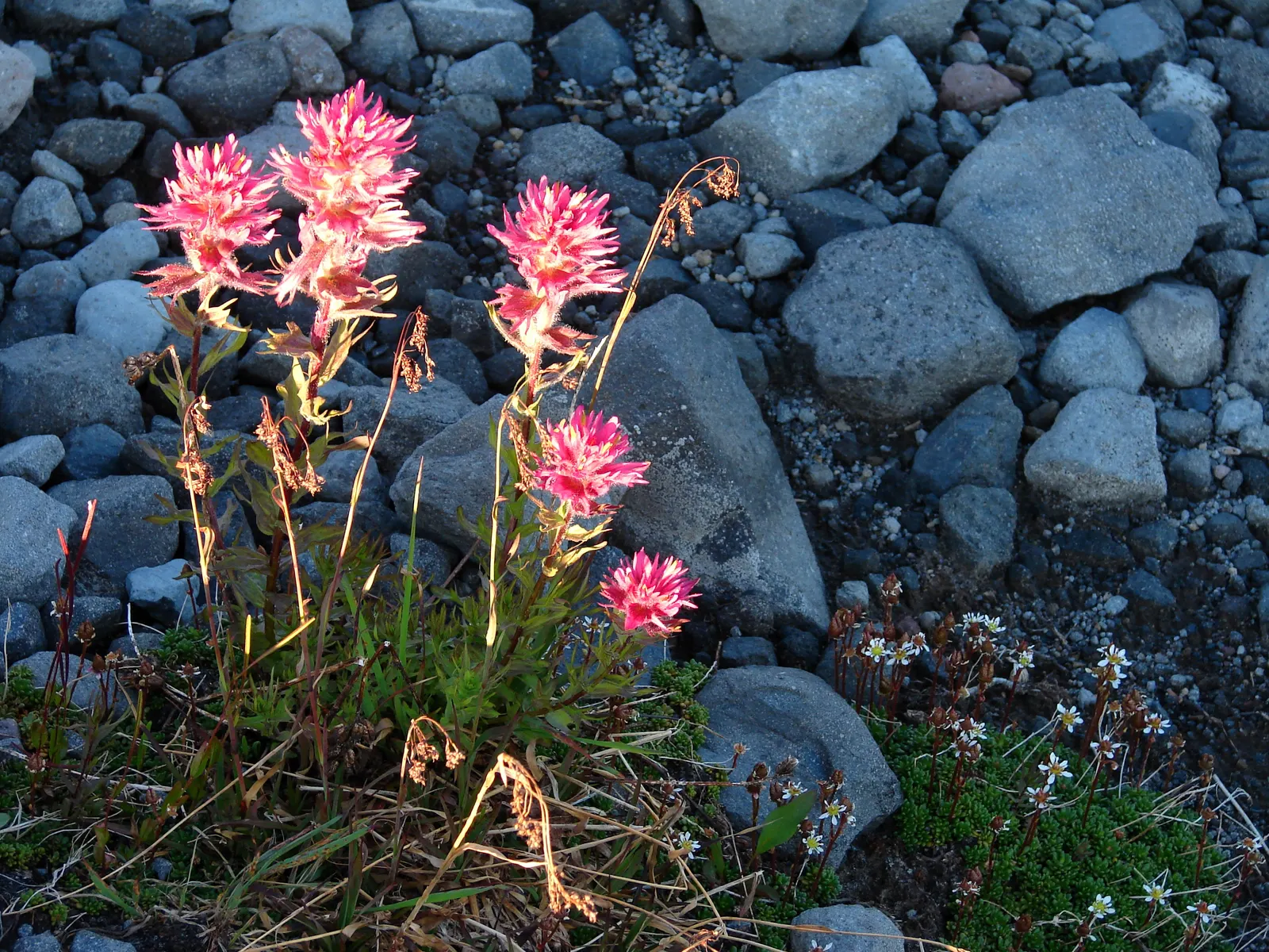 Magenta Paintbrush (Castilleja Parviflora) — thus supporting the local pollinator population; perennial with pink blooms, image 60