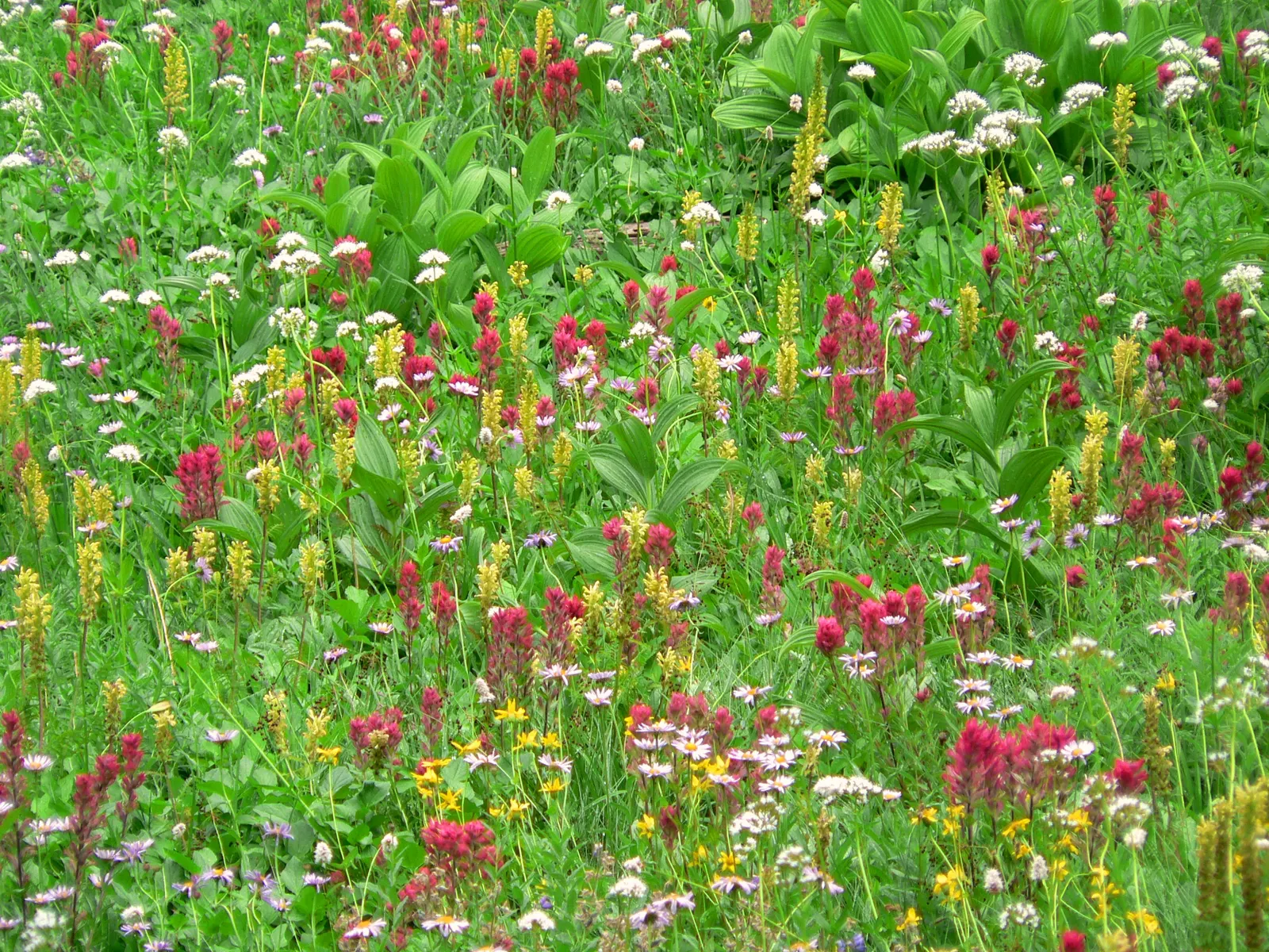 Magenta Paintbrush (Castilleja Parviflora) — with a similar spread.<br><br>The Magenta Paintbrush blooms from late spring to early summer; particularly suited