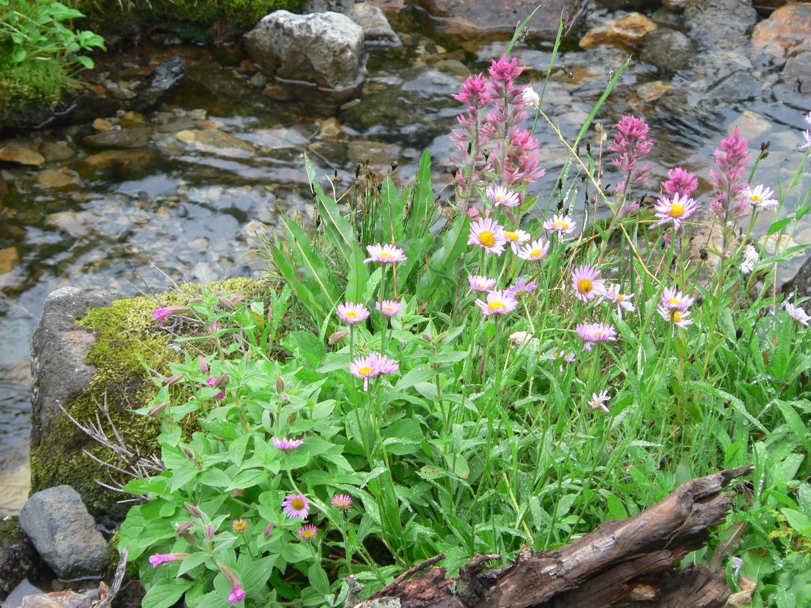 Magenta Paintbrush (Castilleja Parviflora) — is a perennial wildflower that brings a vibrant splash of color to any landscape design; it requires full sun to