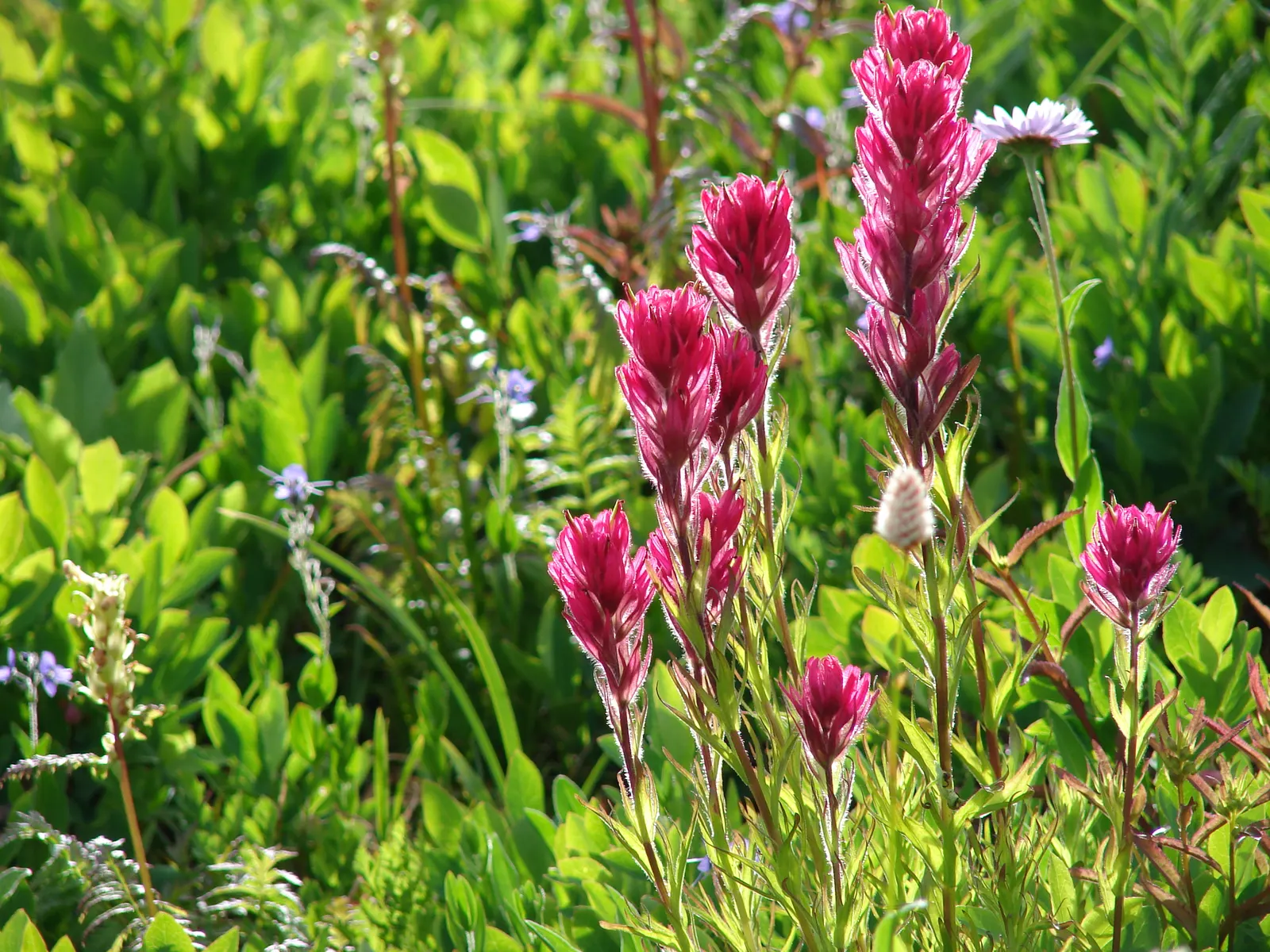 Magenta Paintbrush (Castilleja Parviflora) — This native wildflower prefers full sun to partial shade and blooms from late spring to early summer, image 69