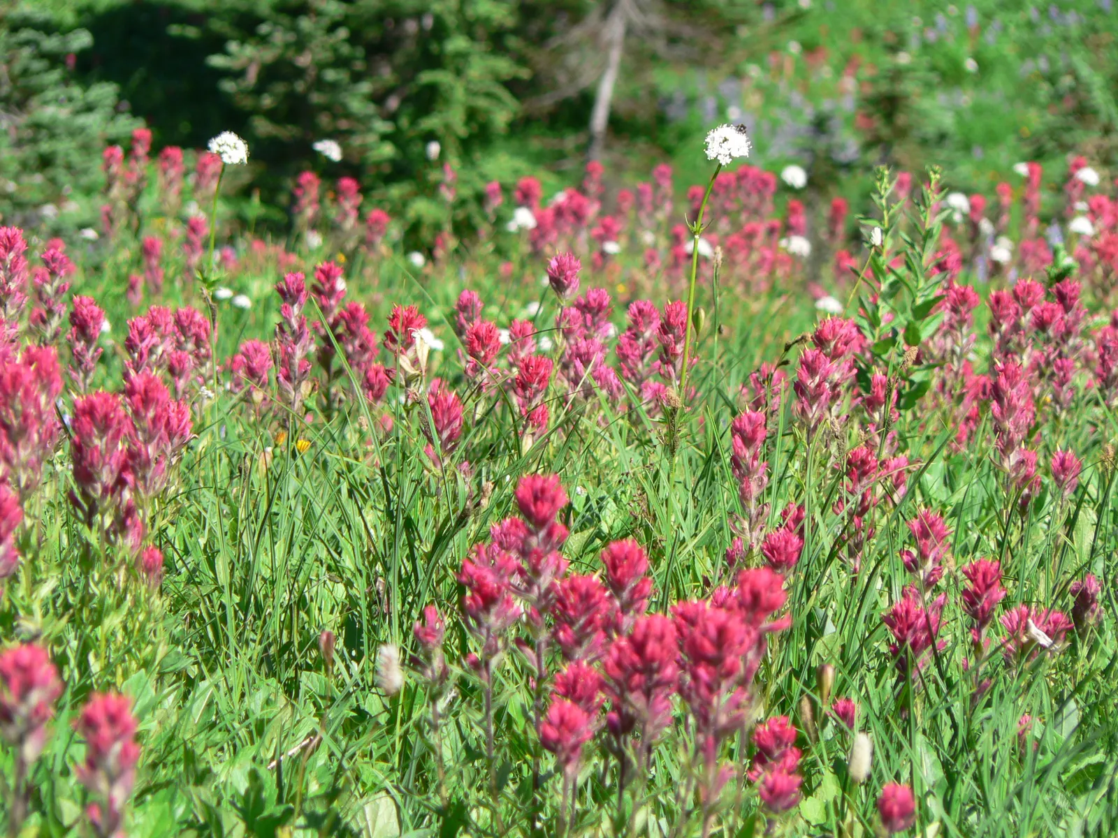 Magenta Paintbrush (Castilleja Parviflora) — perennial with pink blooms; the foliage is a bright green and lance-shaped, providing a lush backdrop, image 65