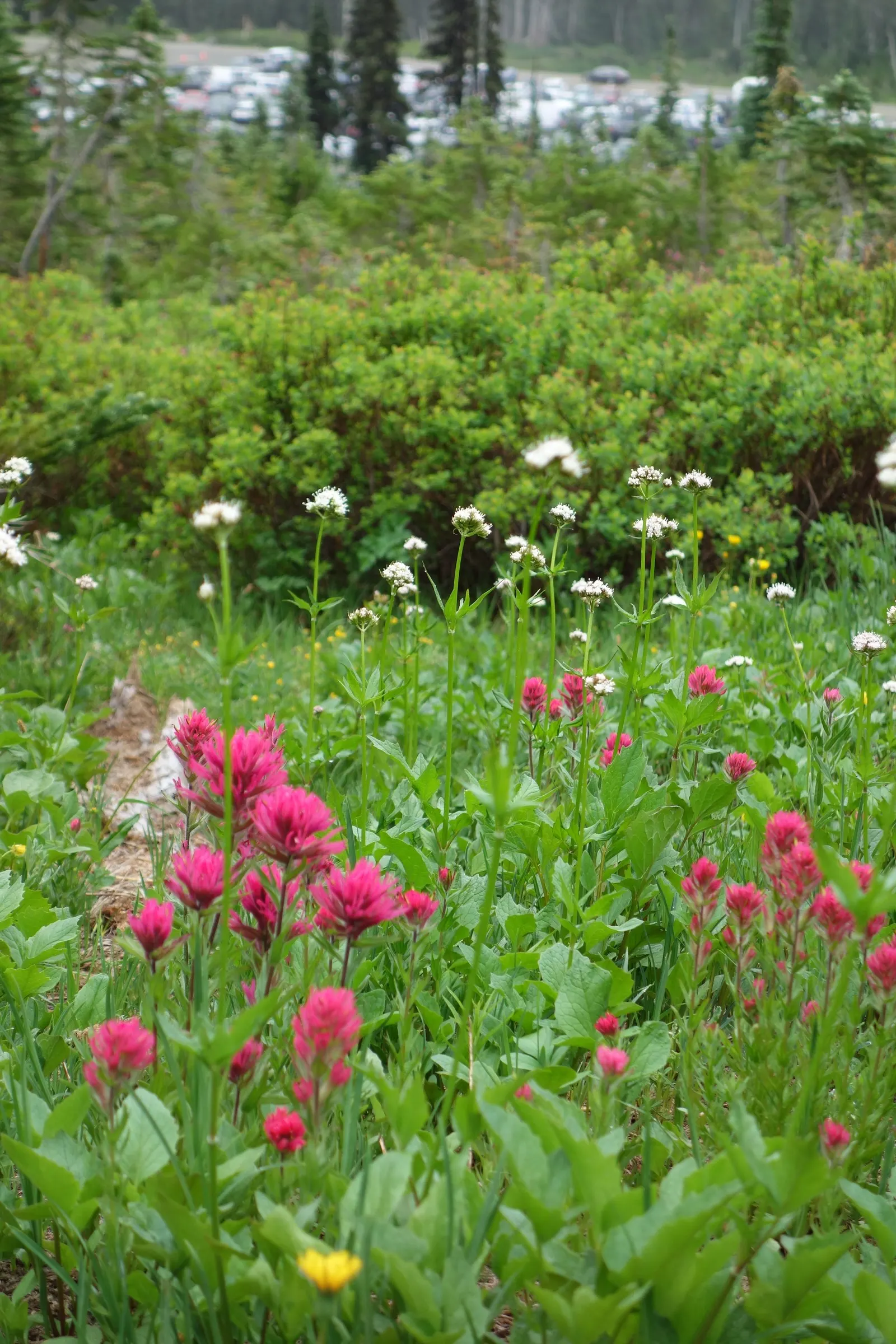 Magenta Paintbrush (Castilleja Parviflora) — perennial with pink blooms; the foliage is a bright green and lance-shaped, providing a lush backdrop for the