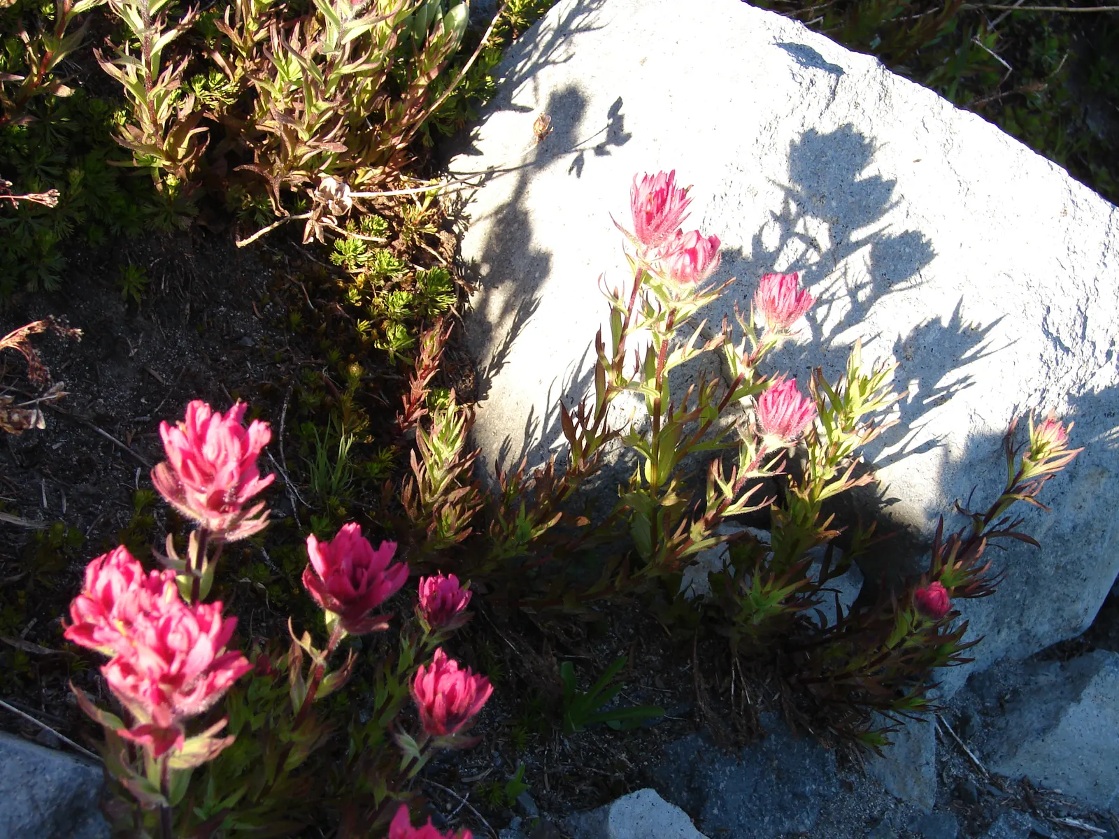 Magenta Paintbrush (Castilleja Parviflora) — It requires full sun to partial shade and prefers moist; is a perennial wildflower that brings a, image 61