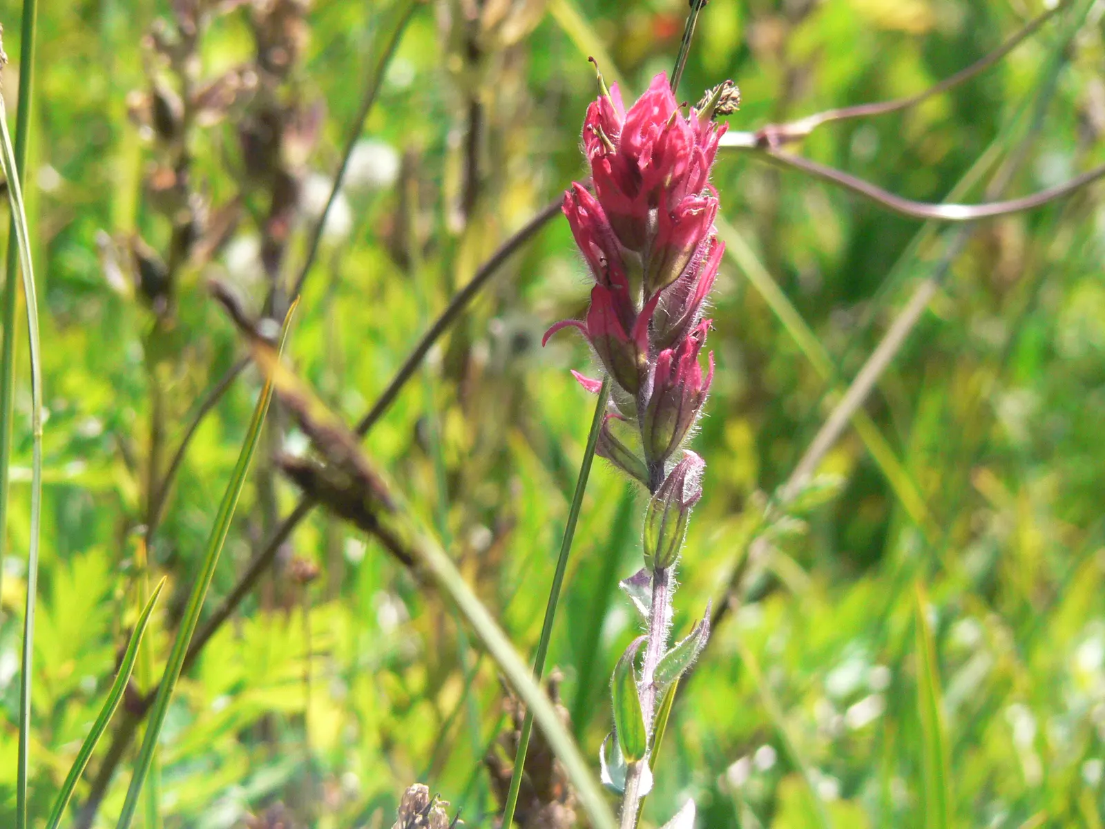 Magenta Paintbrush (Castilleja Parviflora) — this species reaches a modest height of about 8 to 20 inches; perennial for full, image 79