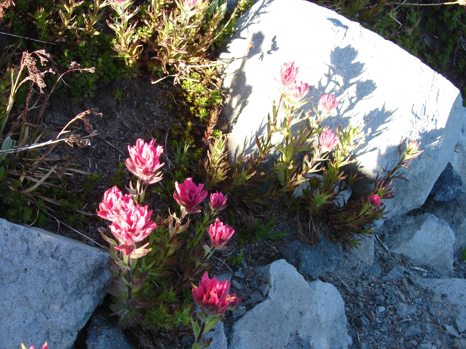 Magenta Paintbrush (Castilleja Parviflora) — the actual flowers of the Magenta Paintbrush are small and greenish; is a perennial herb noted for its, image 54