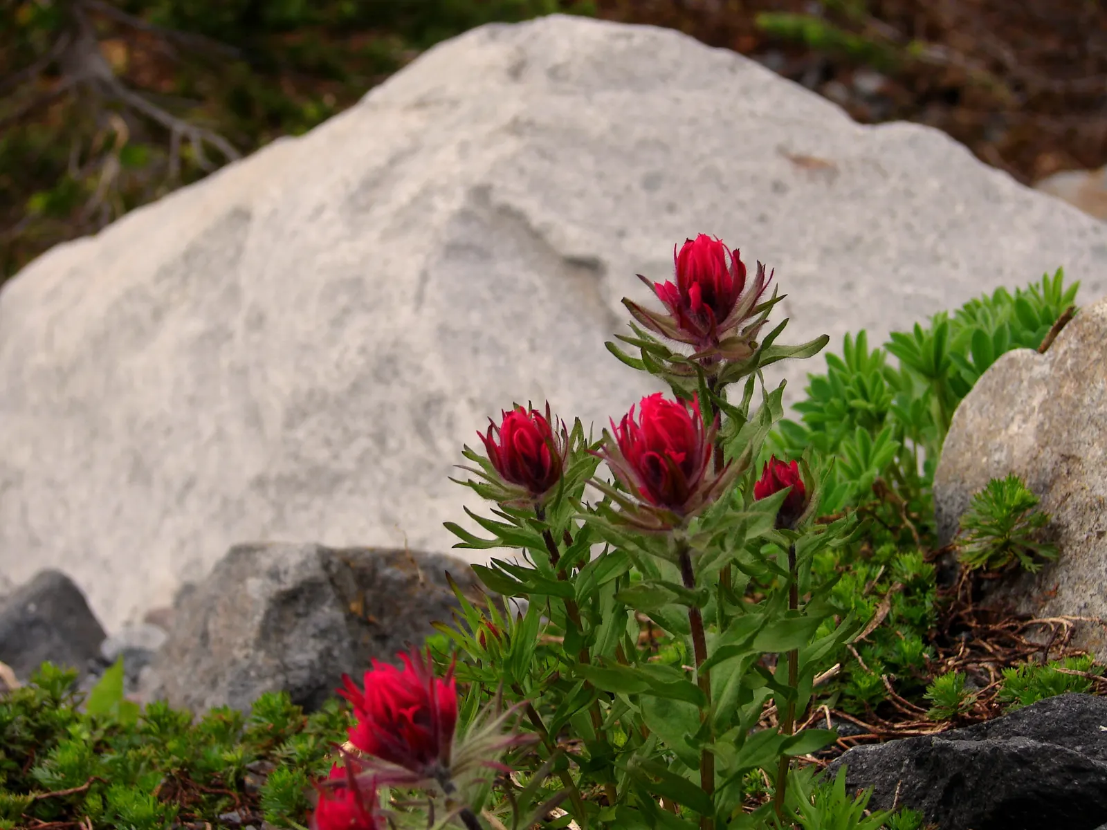 Magenta Paintbrush (Castilleja Parviflora) — It requires full sun to partial shade and prefers moist