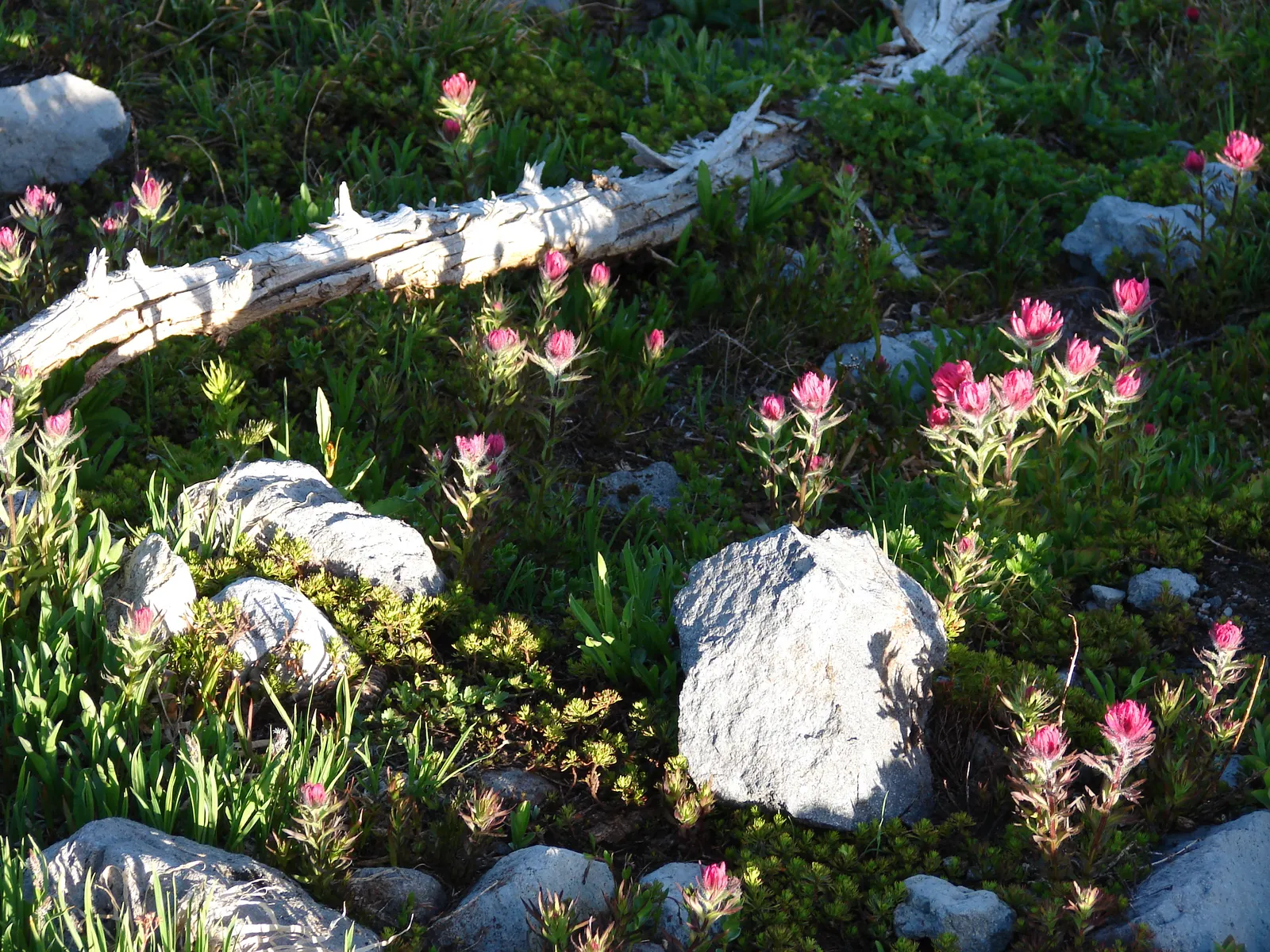 Magenta Paintbrush (Castilleja Parviflora) — perennial for full