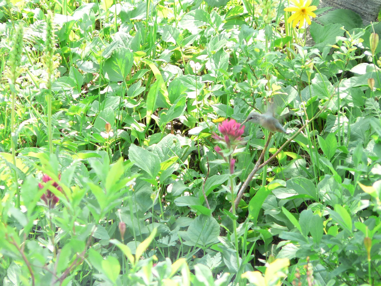 Magenta Paintbrush (Castilleja Parviflora) — which are often mistaken for petals