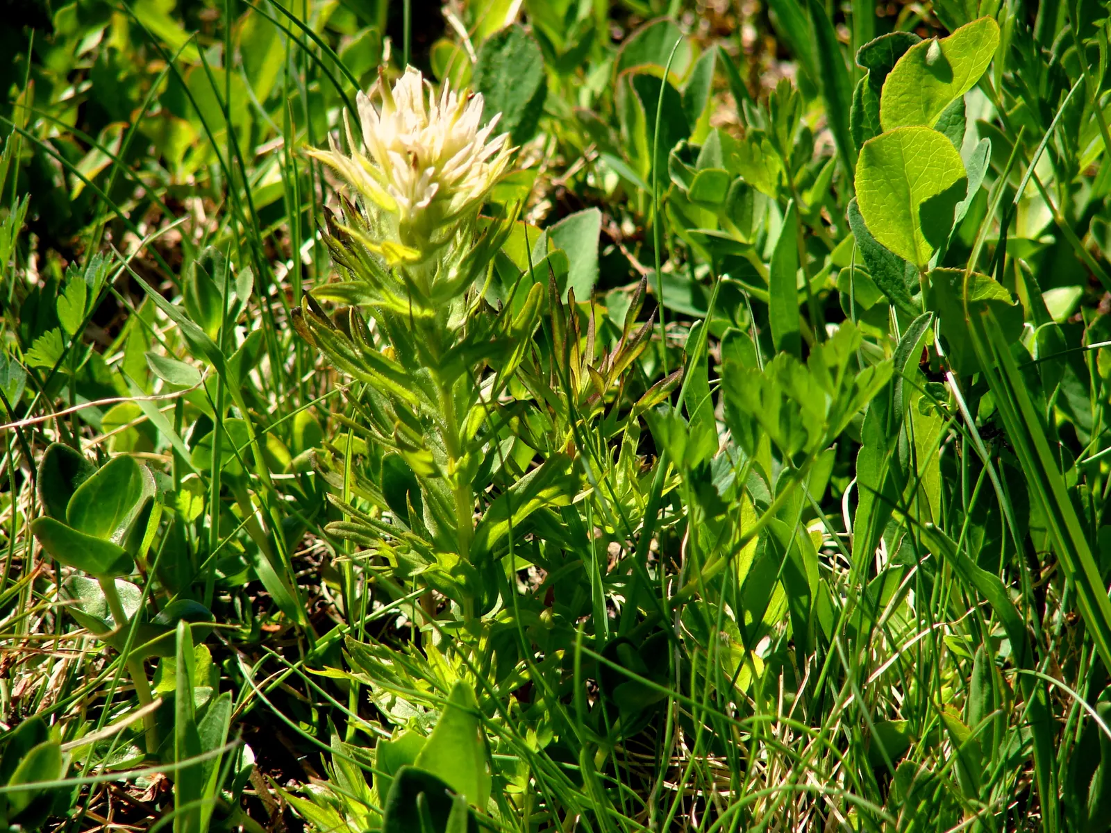 Magenta Paintbrush (Castilleja Parviflora) — this species reaches a modest height of about 8 to 20 inches