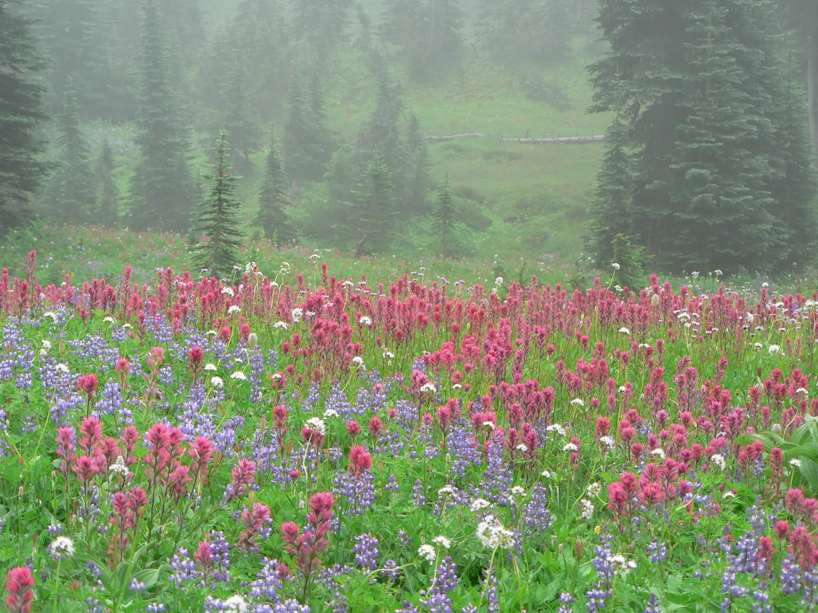 Magenta Paintbrush (Castilleja Parviflora) — is a perennial wildflower that brings a vibrant splash of color to any landscape design
