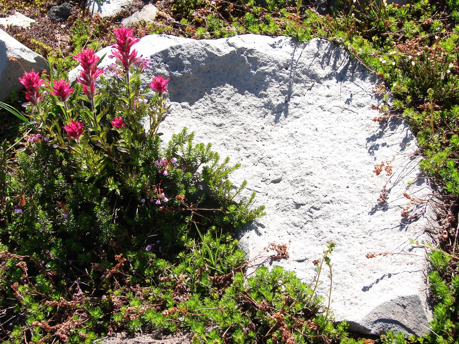 Magenta Paintbrush (Castilleja Parviflora) — nestled within the colorful bracts; this plant typically flourishes at elevations between 2,500 and, image 55