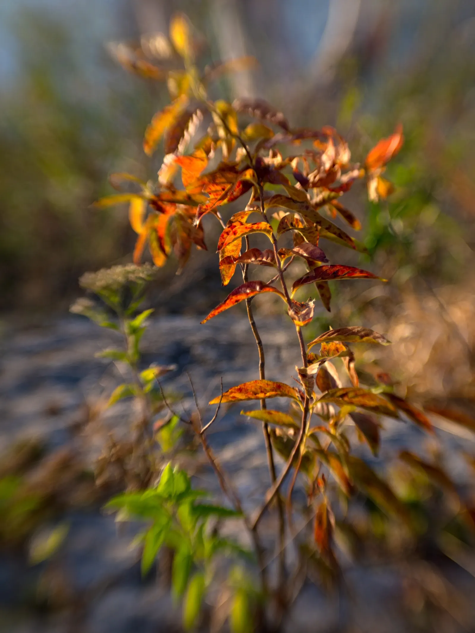 Flame Leaf Sumac (Rhus Lanceolata) — renowned for its vibrant autumn foliage