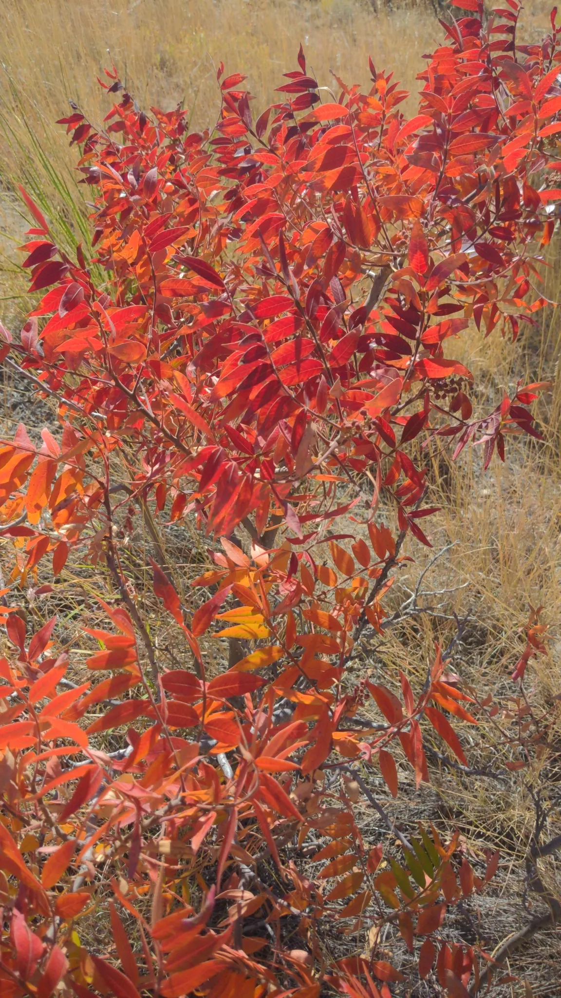 Flame Leaf Sumac (Rhus Lanceolata) — The Flame Leaf Sumac (Rhus lanceolata) is a deciduous shrub native to North America