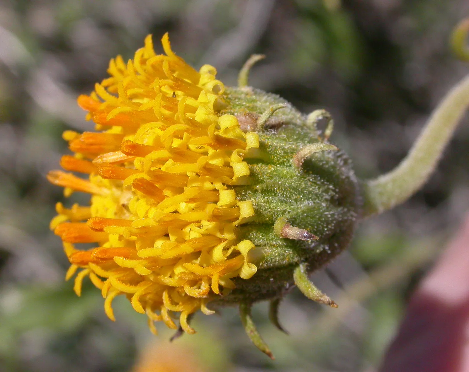 Green Brittlebush (Encelia Frutescens) — It reaches up to 4 ft in height and spreads 4 ft wide, adorned with small, bright green leaves