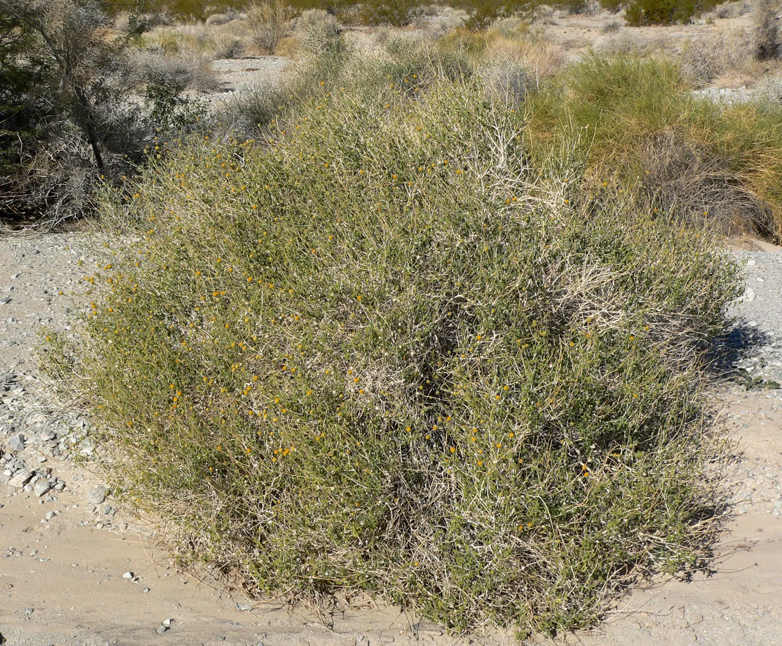 Green Brittlebush (Encelia Frutescens) — Ideal for xeriscaping, its compact size suits rock gardens and border fronts