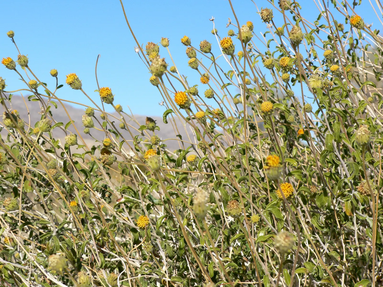 Green Brittlebush (Encelia Frutescens) — Prefers full sun and well-drained soils; drought-tolerant once established