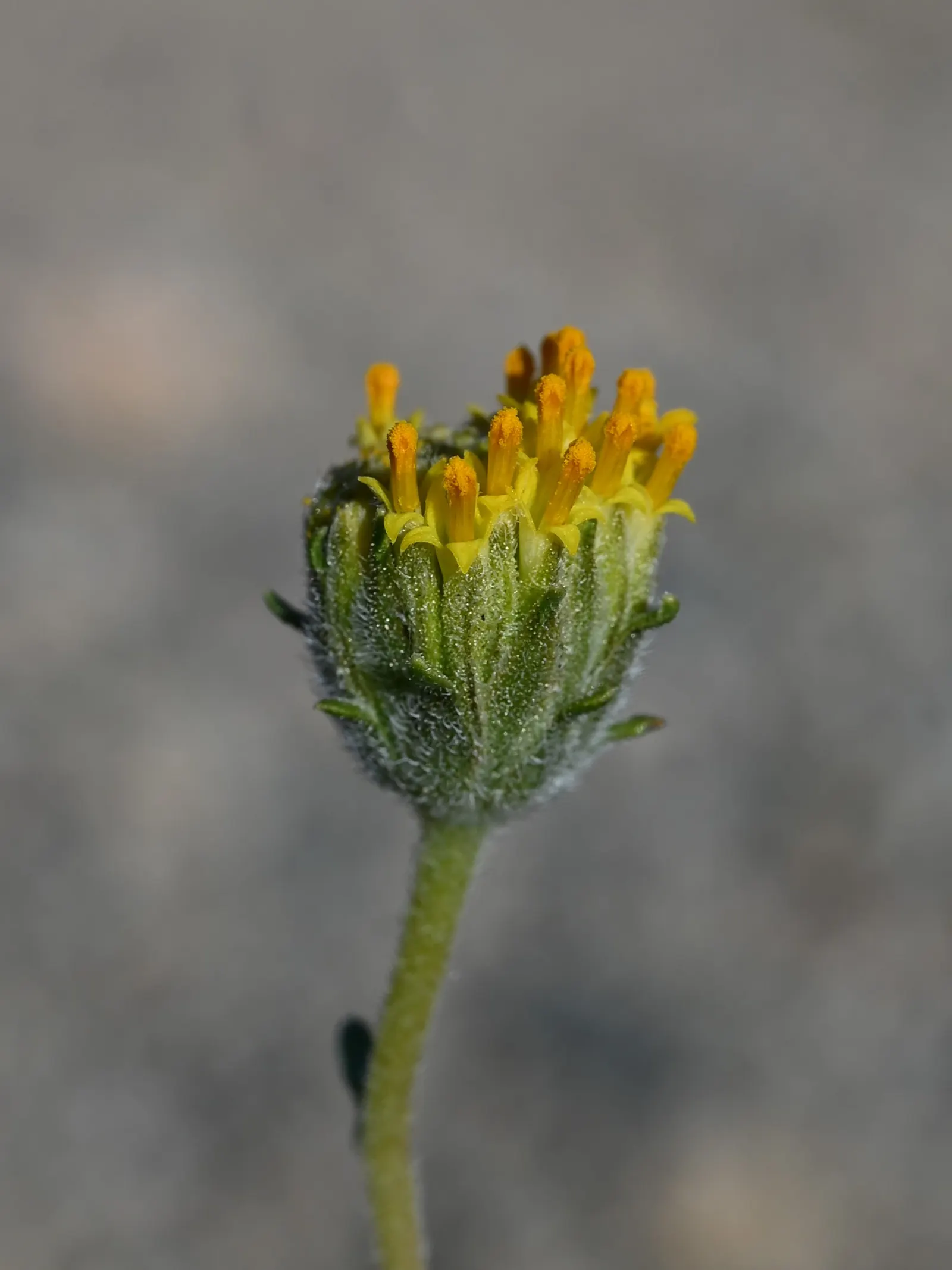 Green Brittlebush (Encelia Frutescens) — Yellow daisy-like flowers bloom in spring, attracting pollinators