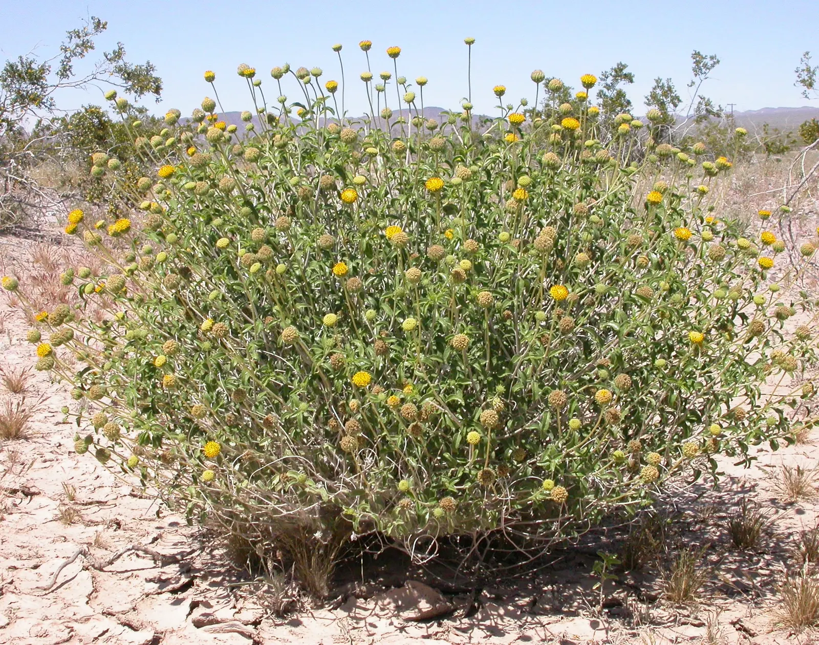Green Brittlebush (Encelia Frutescens) — Green Brittlebush (Encelia frutescens) is a resilient perennial shrub, thriving in arid zones