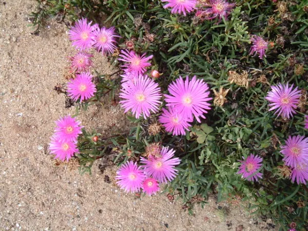 Purple Lampranthus (Lampranthus Productus) — Hardy in USDA zones 9-11, it thrives in full sun and requires minimal water