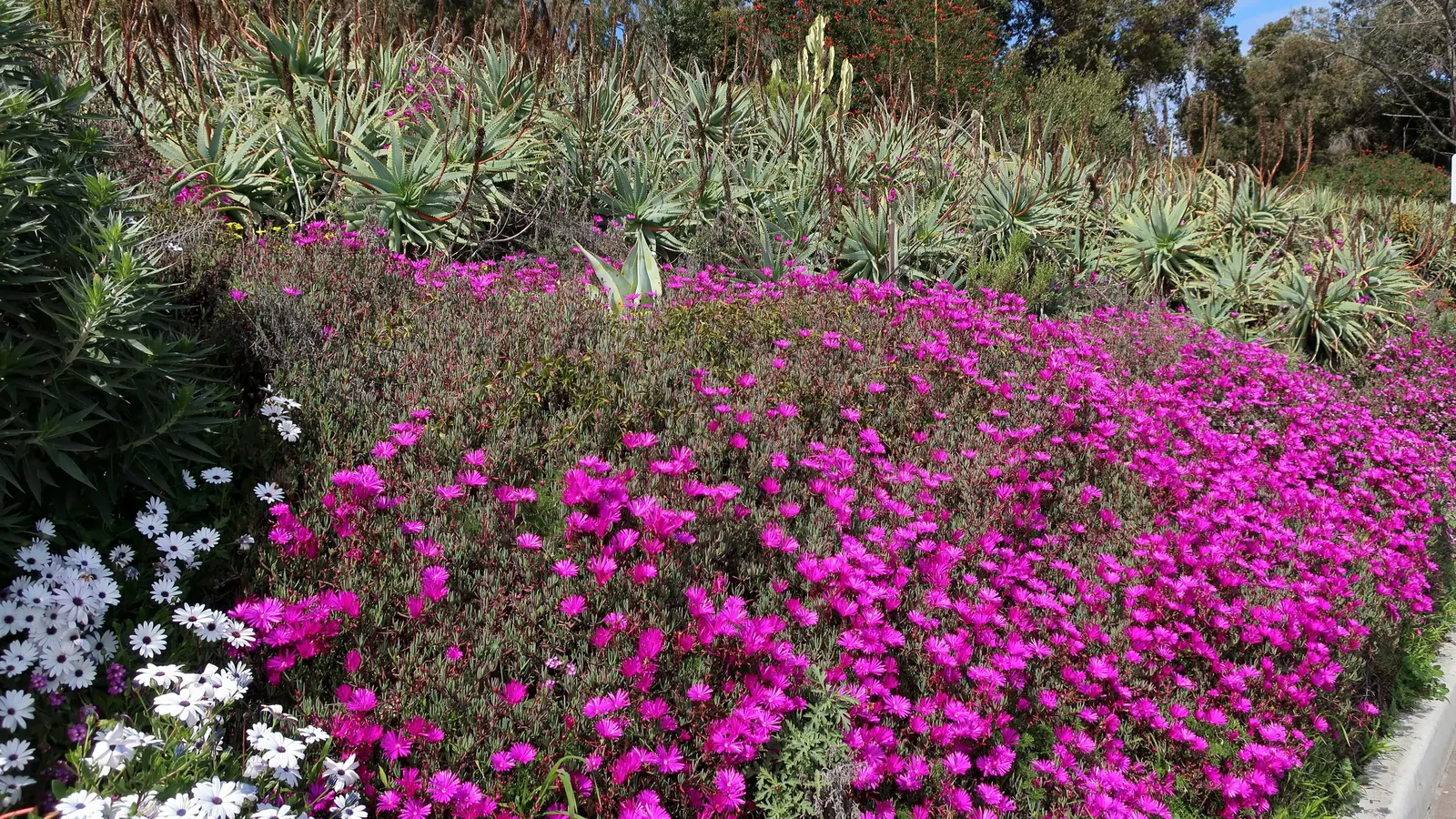 Purple Lampranthus (Lampranthus Productus) — ideal for adding a splash of color with its dazzling purple flowers