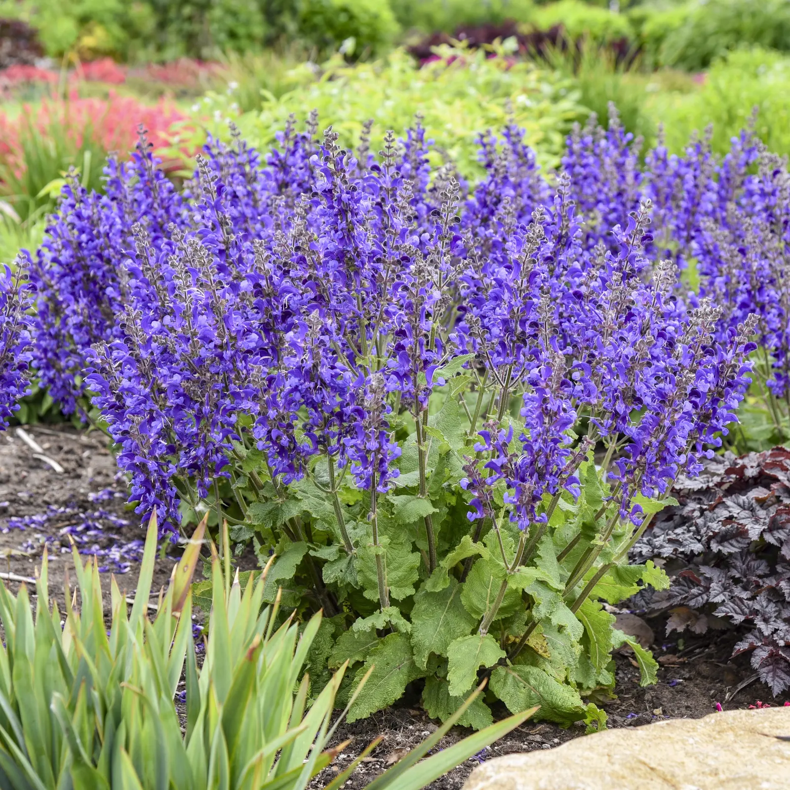'Dark Sky' Perennial Salvia (Salvia hybrid) — information and resources