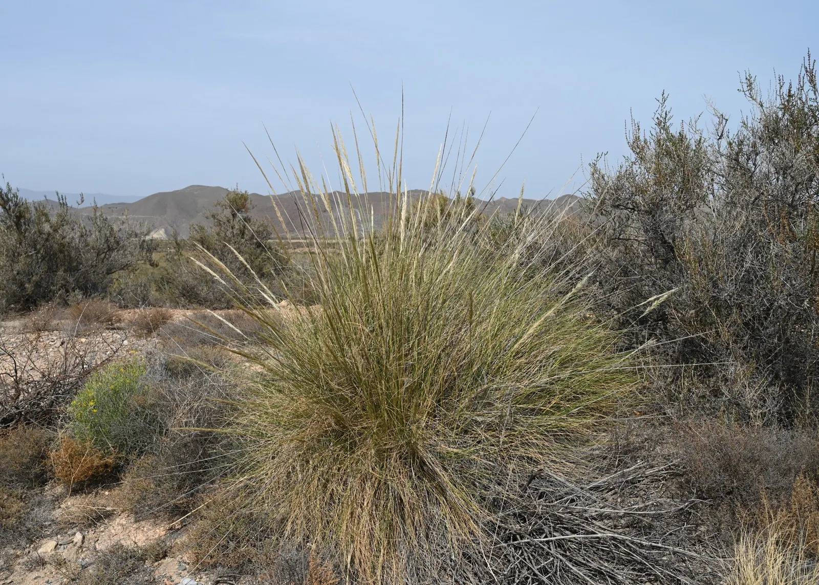 Esparto Grass (Lygeum Spartum) — grass with gold blooms; measuring up to 24 inches in length and curling at the ends, image 65