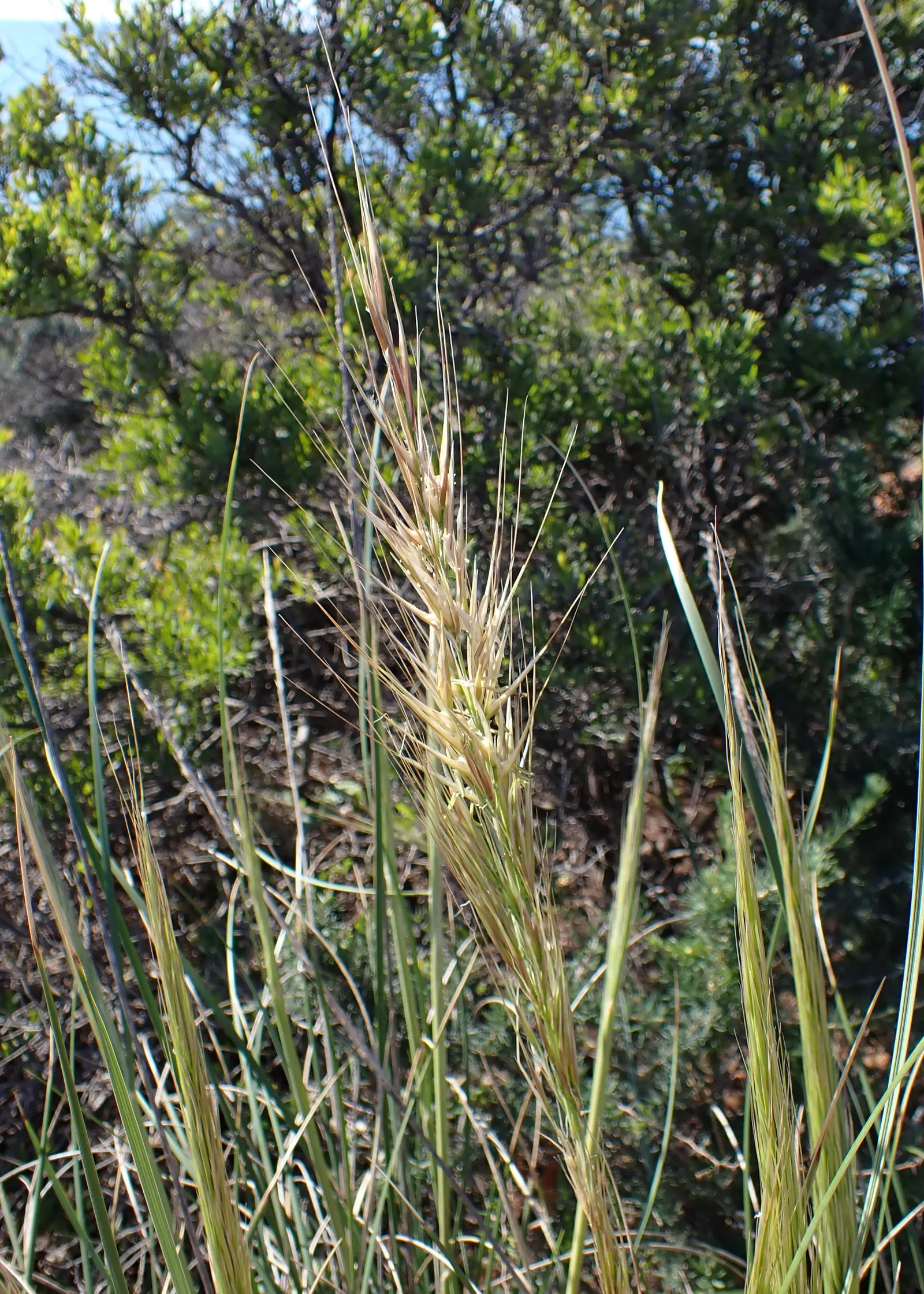 Esparto Grass (Lygeum Spartum) — is a perennial grass native to the western Mediterranean region; it's essential to note its low water requirements, image 50