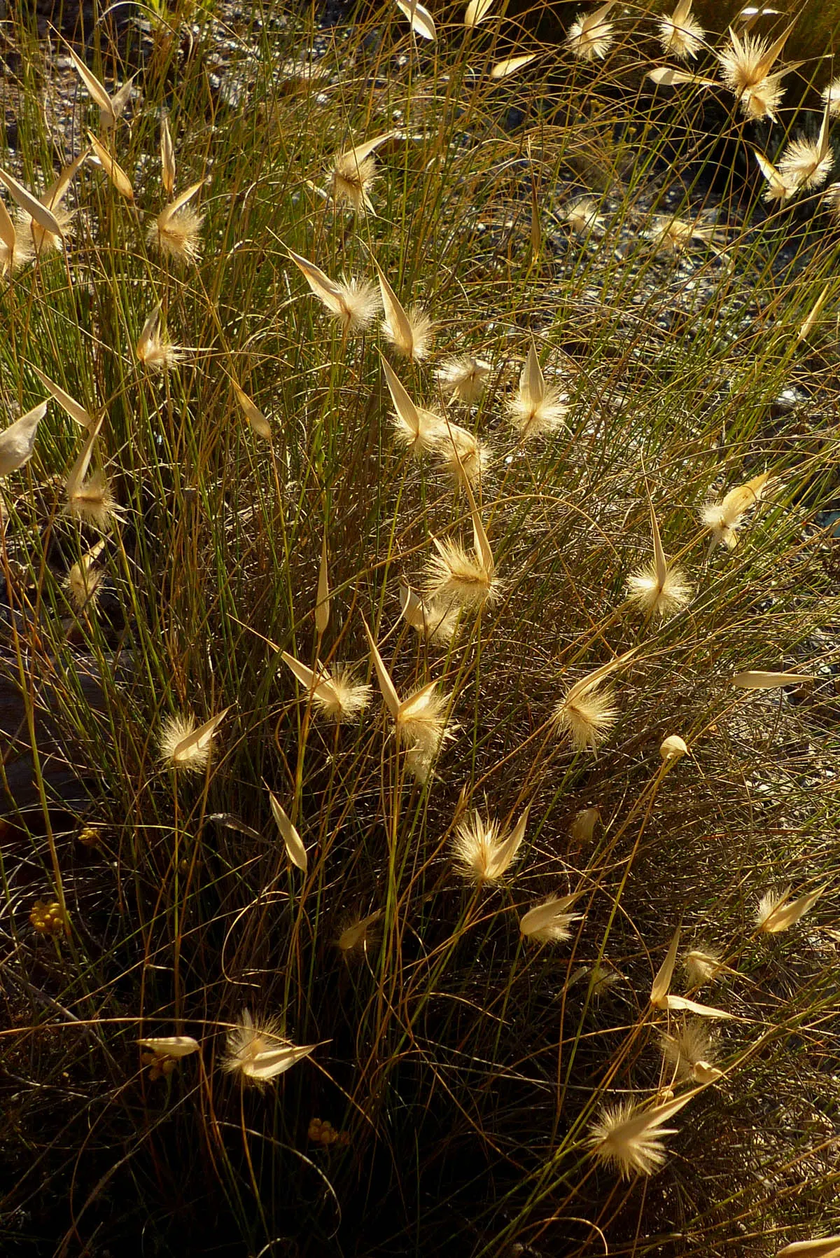 Esparto Grass (Lygeum Spartum) — Esparto Grass thrives in well-drained soil and once established, it is highly drought-tolerant; lygeum spartum produces unique