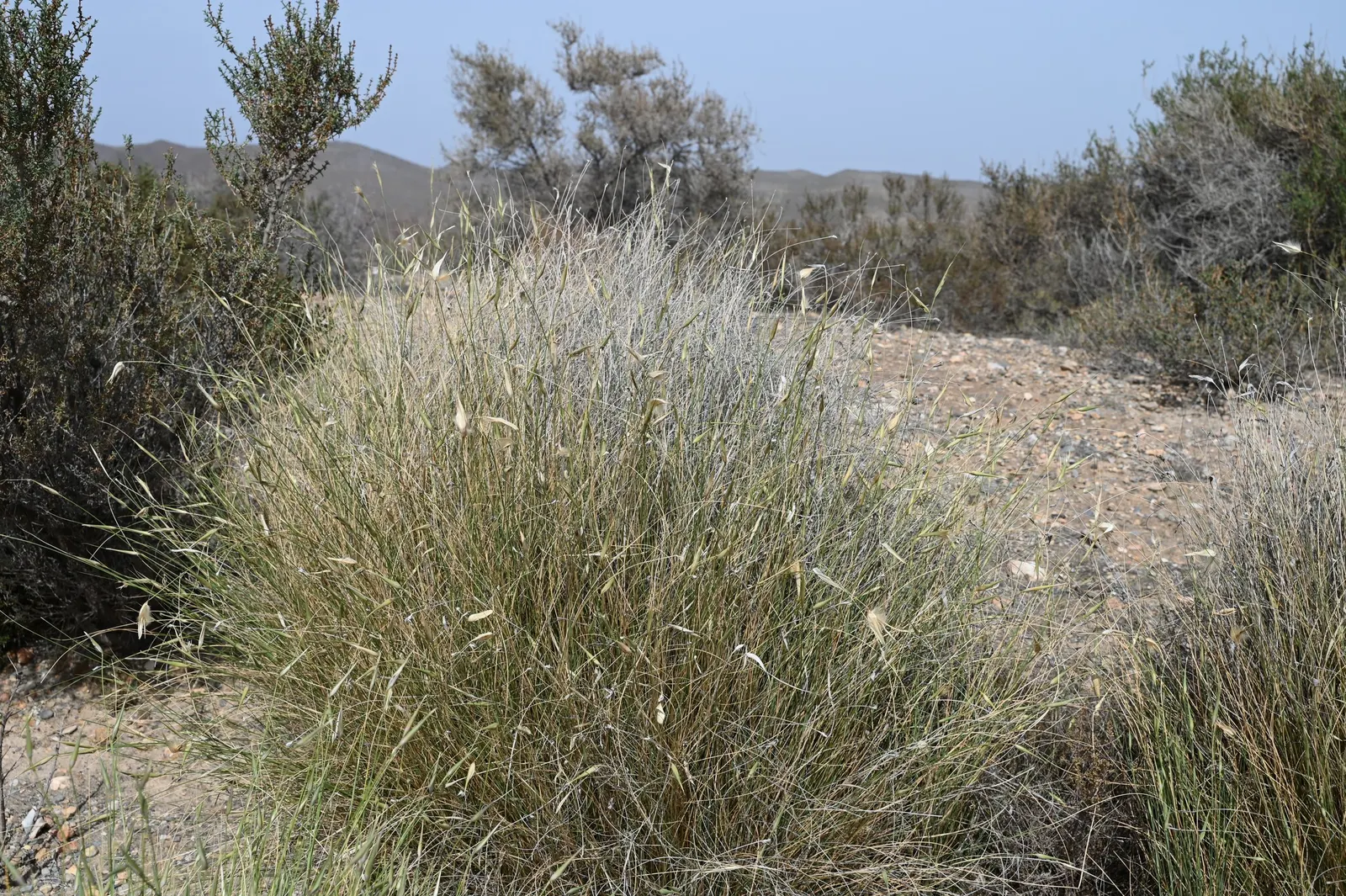 Esparto Grass (Lygeum Spartum) — towering over the foliage and adding vertical interest to the landscape; this hardy species is well-adapted to arid and