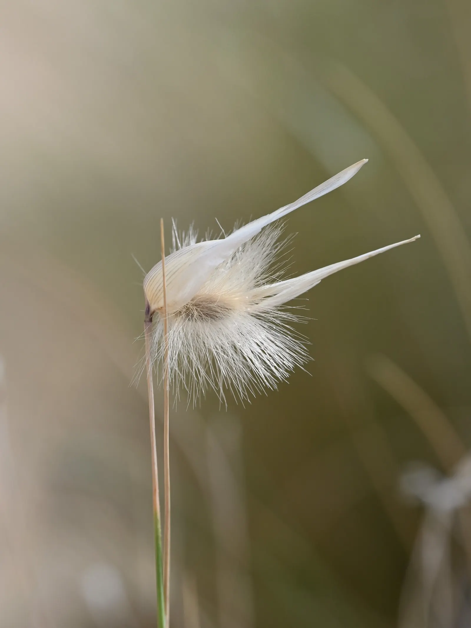 Esparto Grass (Lygeum Spartum) — making it an excellent choice for xeriscaping and landscapes that aim to conserve water; the grass typically reaches heights