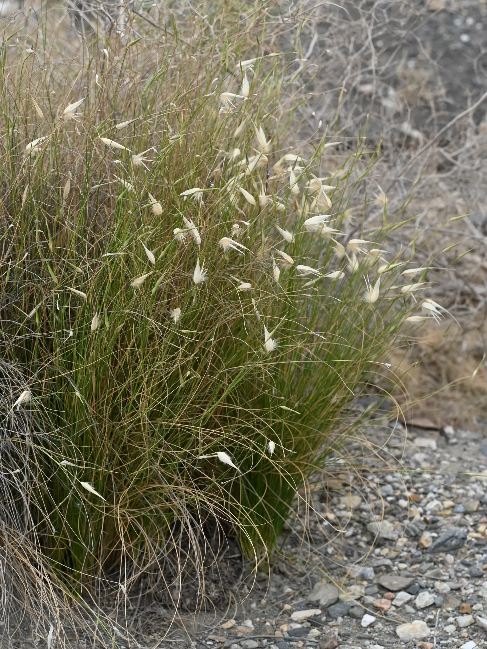 Esparto Grass (Lygeum Spartum) — creating a compact tufted form that adds texture to garden designs; esparto Grass (Lygeum spartum) is a perennial