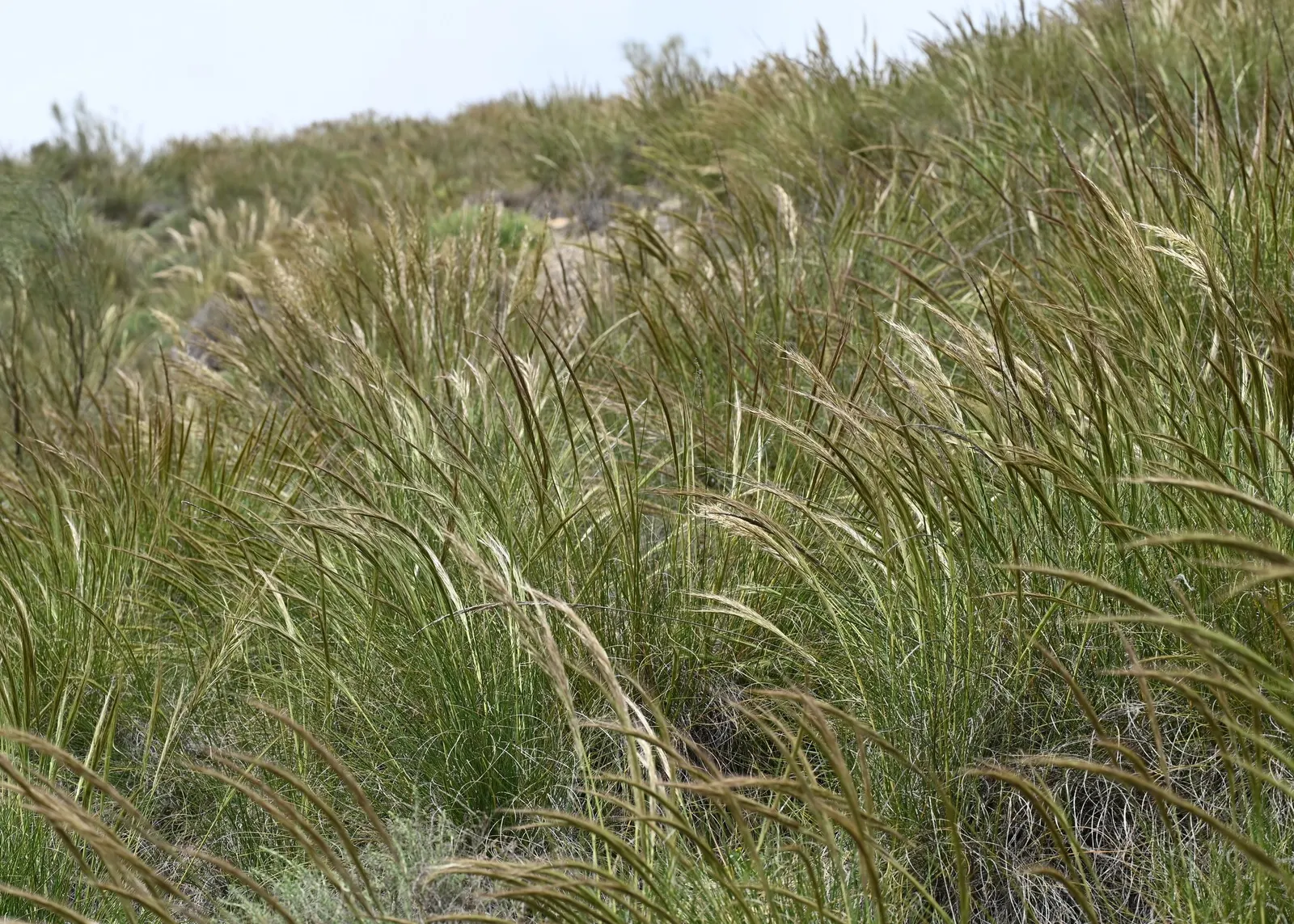 Esparto Grass (Lygeum Spartum) — The grass typically reaches heights between 1 and 2 feet; but they are encased in a pale, image 53
