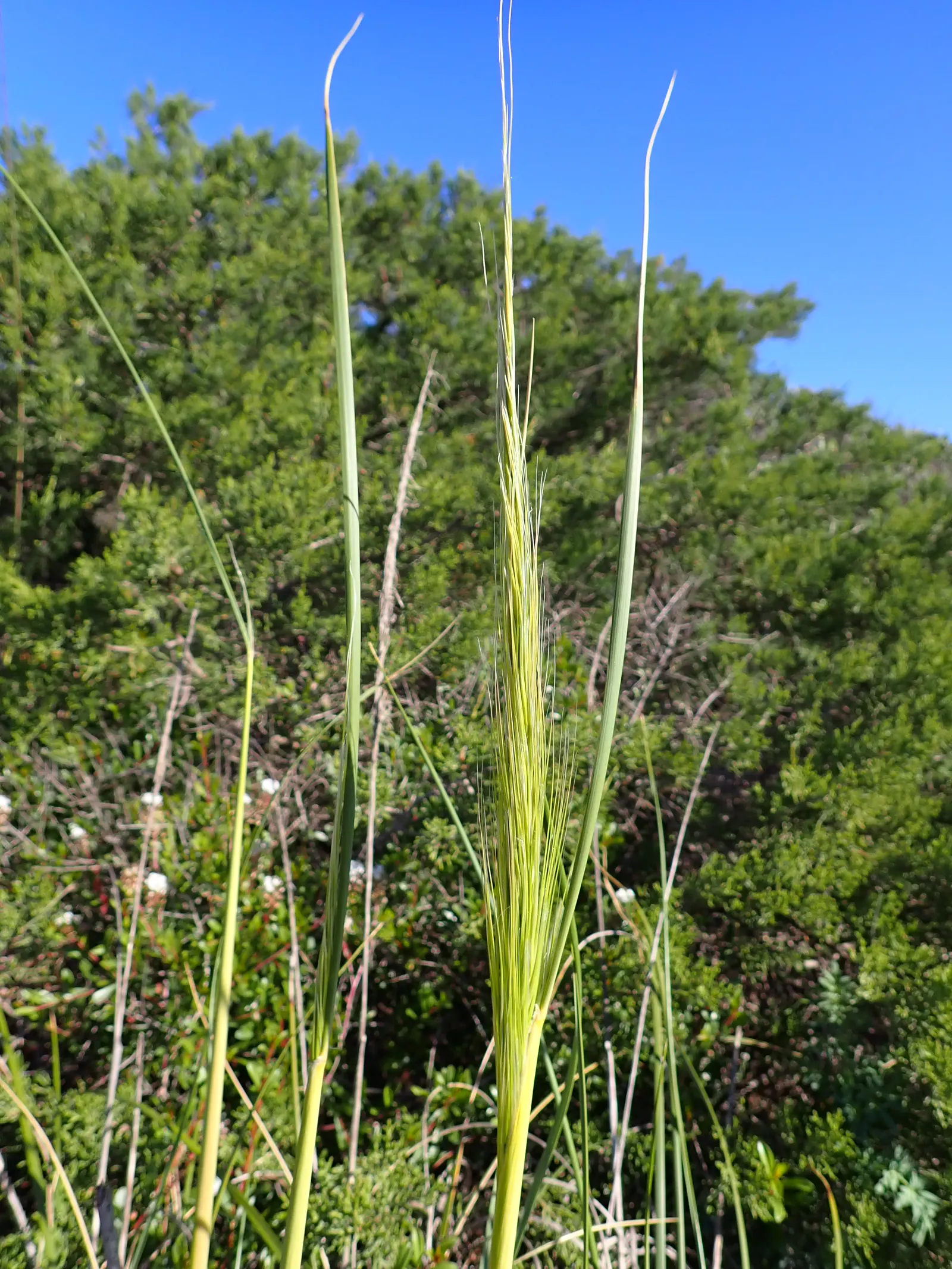 Esparto Grass (Lygeum Spartum) — Esparto Grass (Lygeum spartum) is a perennial, tuft-forming plant native to the western Mediterranean; durable and