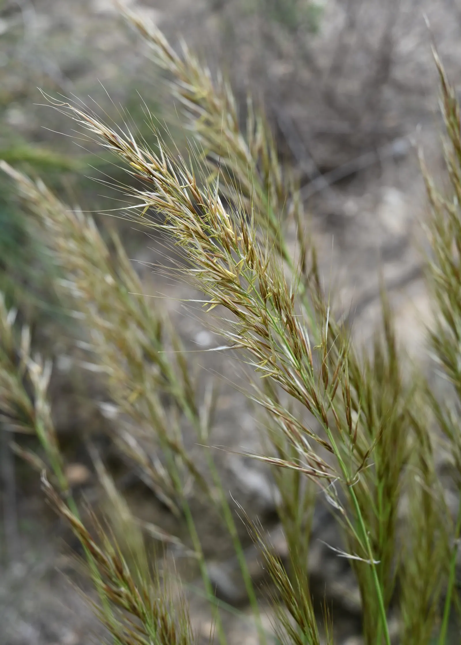 Esparto Grass (Lygeum Spartum) — but they are encased in a pale; grass with gold blooms