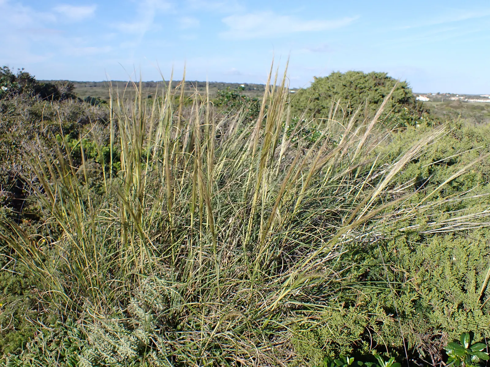 Esparto Grass (Lygeum Spartum) — Lygeum spartum produces unique flowering spikes that can extend up to 3 feet in height; grass for half