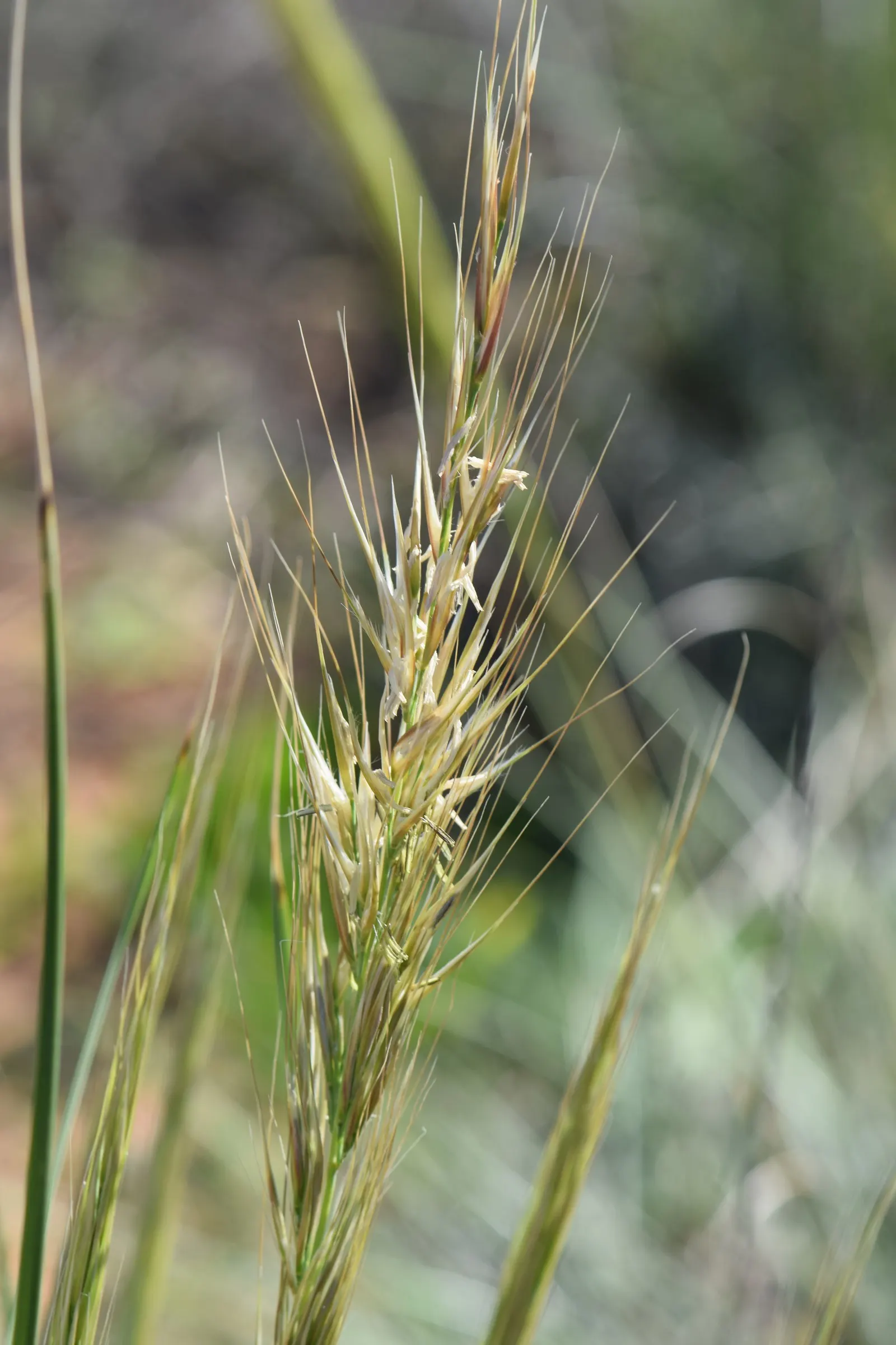 Esparto Grass (Lygeum Spartum) — Esparto Grass (Lygeum spartum) is a perennial, tuft-forming plant native to the western Mediterranean; durable and, image 67