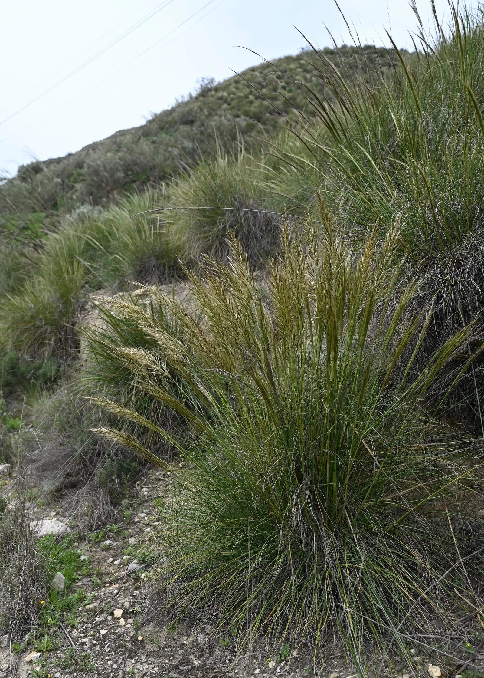 Esparto Grass (Lygeum Spartum) — gray-green leaves are quite distinctive; making it an excellent choice for xeriscaping and landscapes that aim to conserve