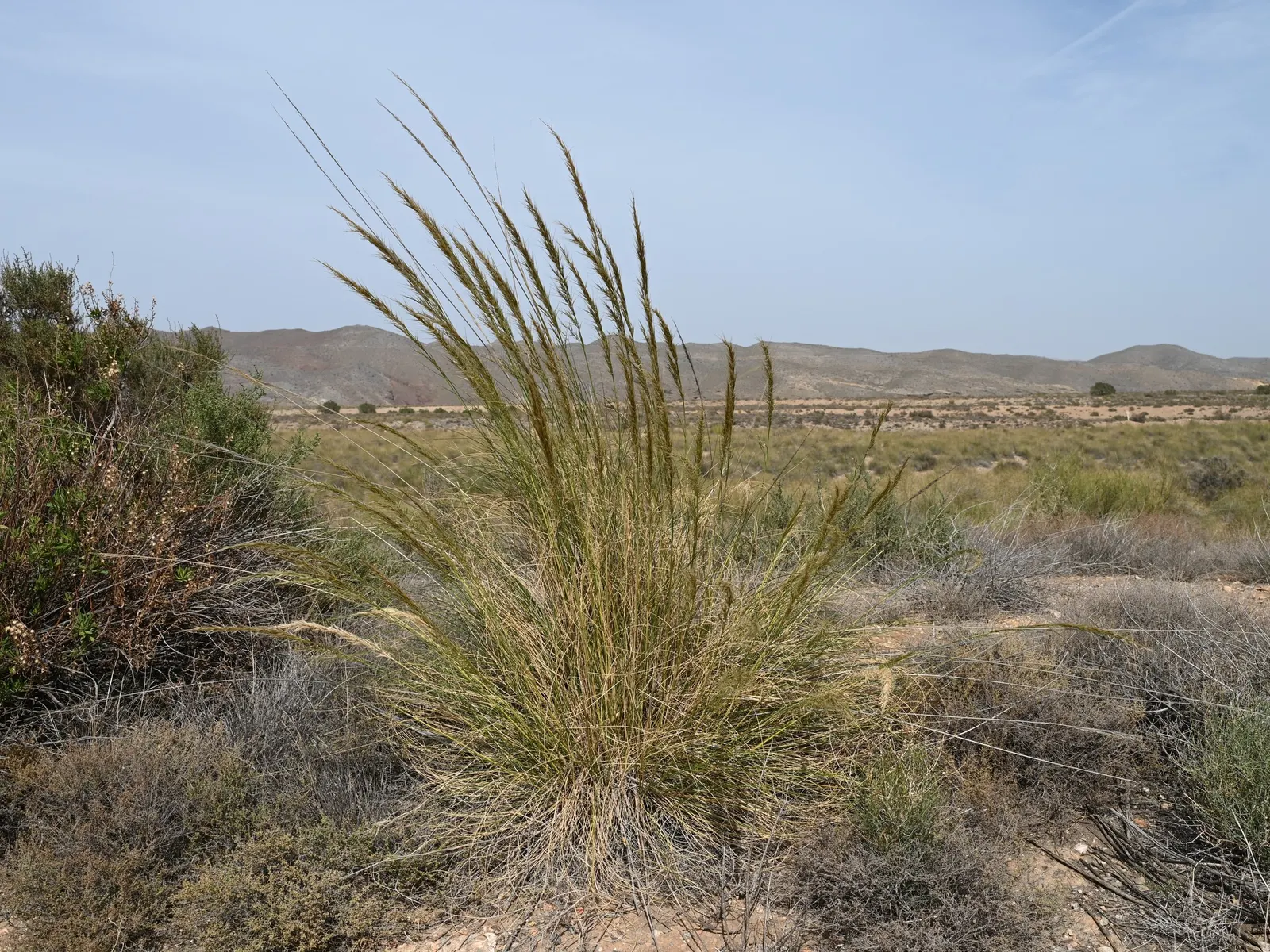 Esparto Grass (Lygeum Spartum) — scientifically known as Lygeum spartum; creating a compact tufted form that adds texture to garden designs, image 49
