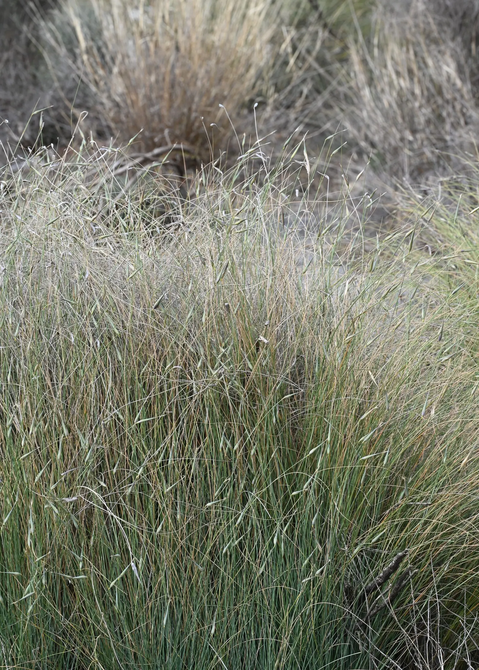 Esparto Grass (Lygeum Spartum) — gold flowers in the garden