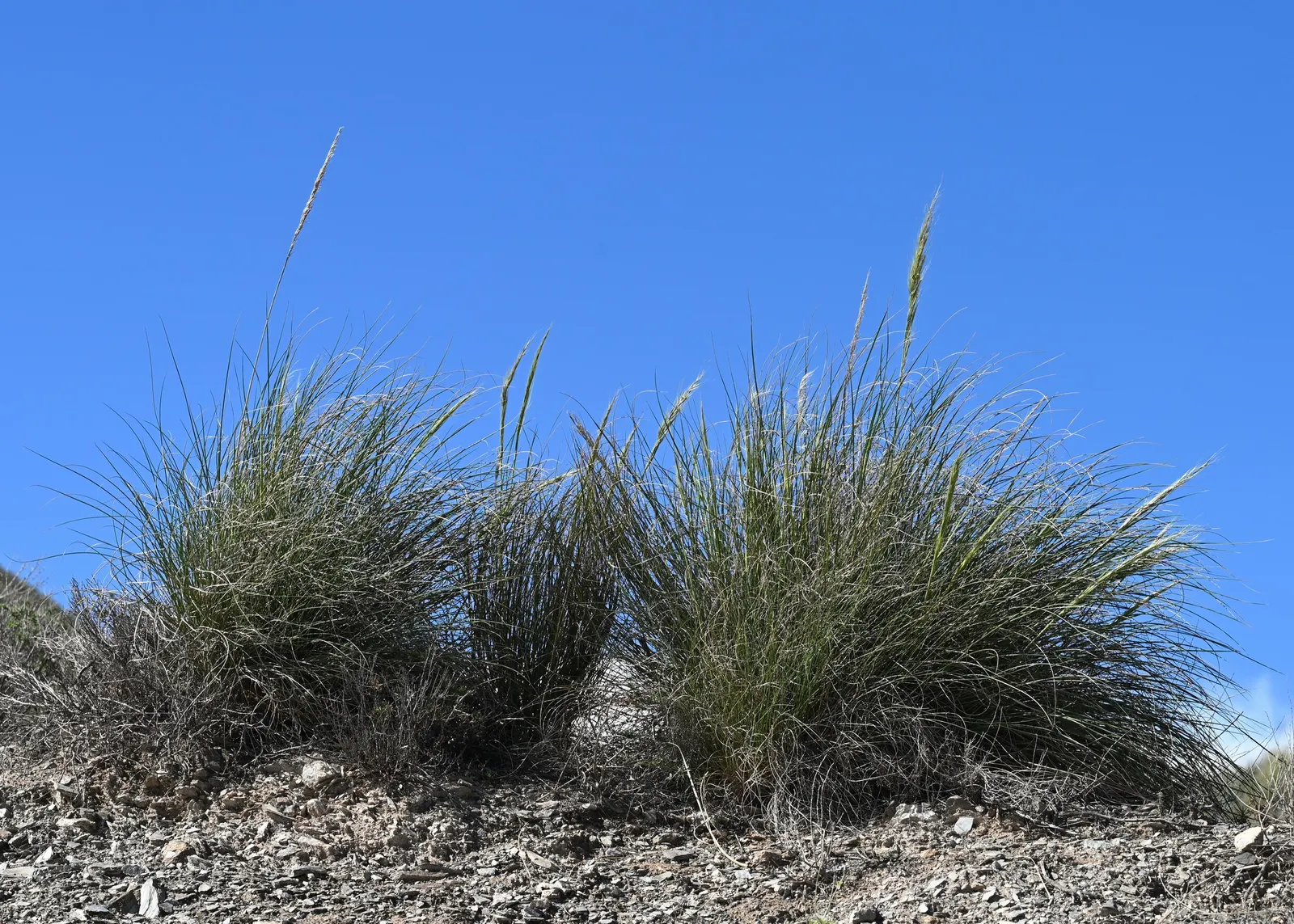Esparto Grass (Lygeum Spartum) — slender leaves that grow 1-2 feet long and roll inward during dry conditions to conserve water; gray-green leaves are quite